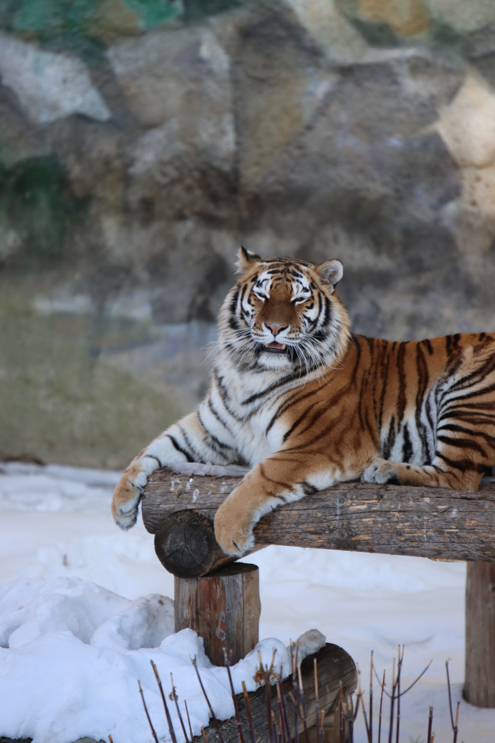 No politics, no economics, just animals from the Chelyabinsk Zoo - My, Zoo, Chelyabinsk Zoo, Animals, The photo, Longpost