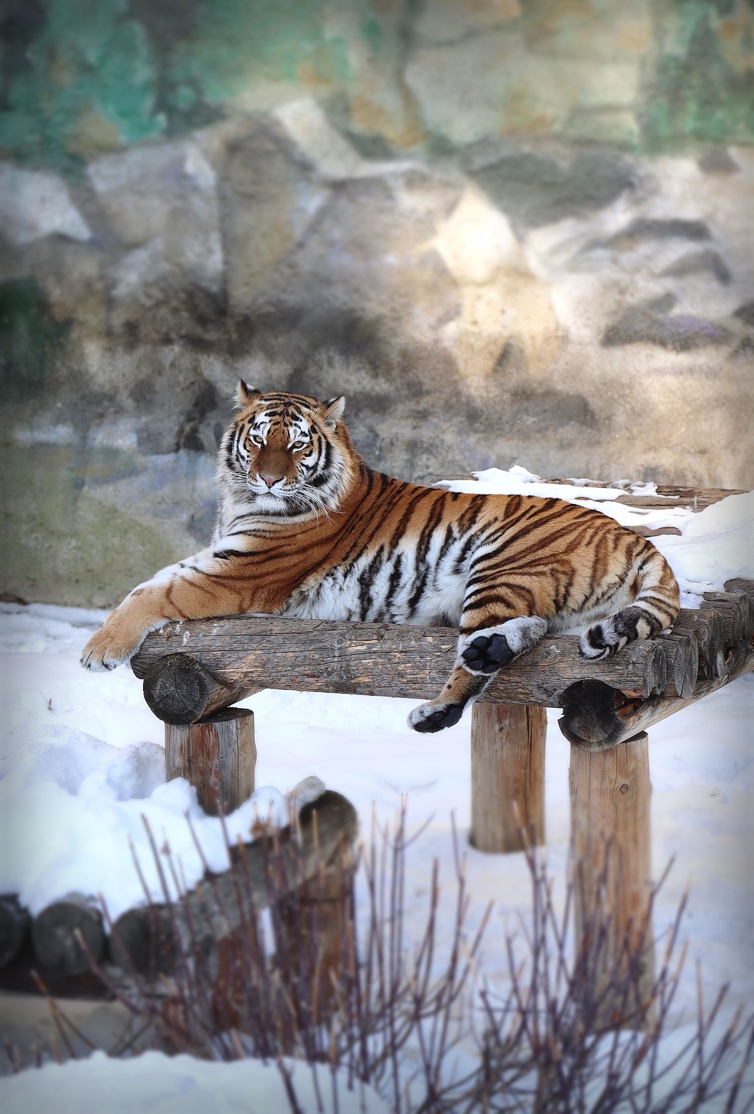 No politics, no economics, just animals from the Chelyabinsk Zoo - My, Zoo, Chelyabinsk Zoo, Animals, The photo, Longpost