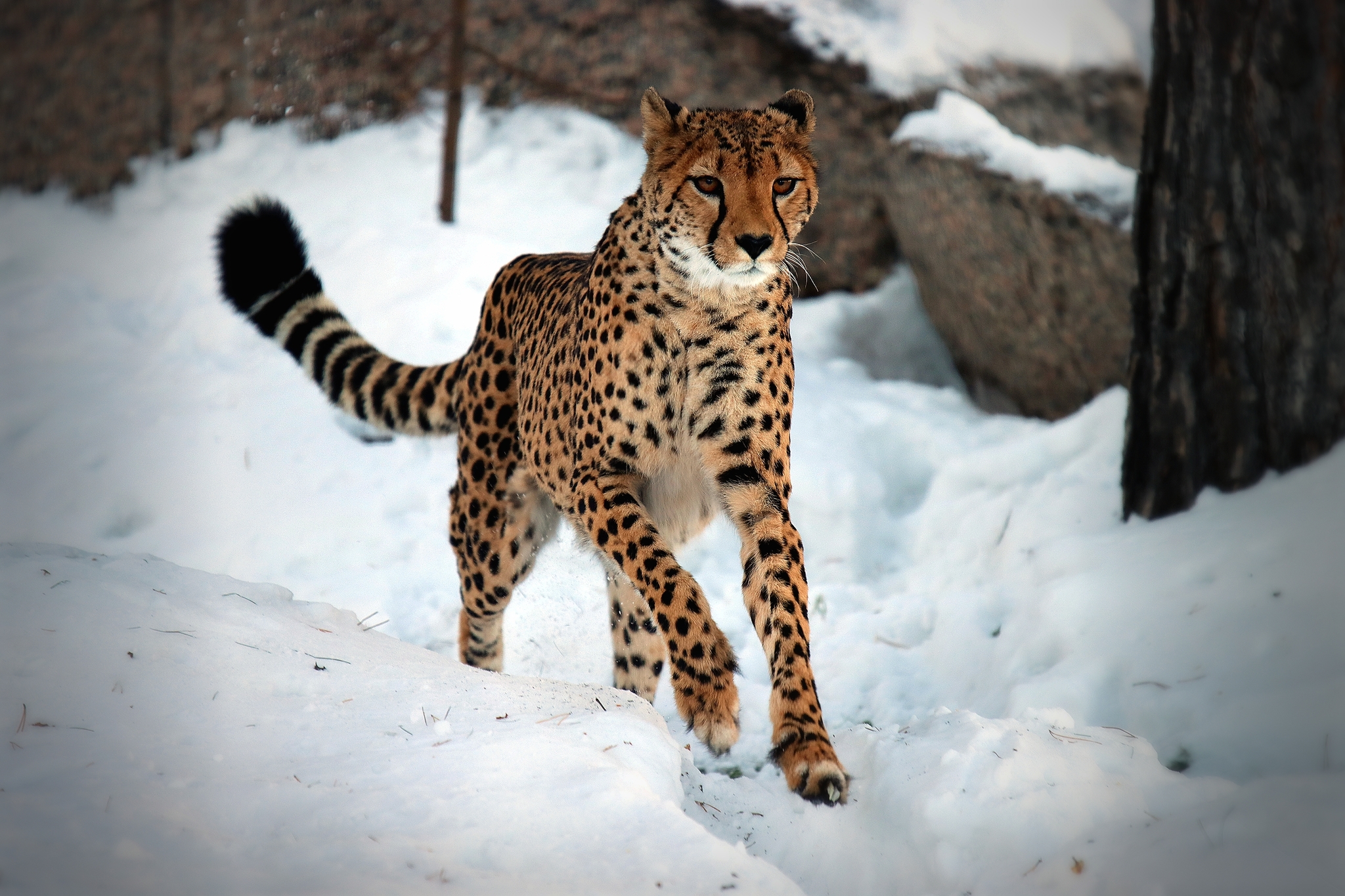 No politics, no economics, just animals from the Chelyabinsk Zoo - My, Zoo, Chelyabinsk Zoo, Animals, The photo, Longpost