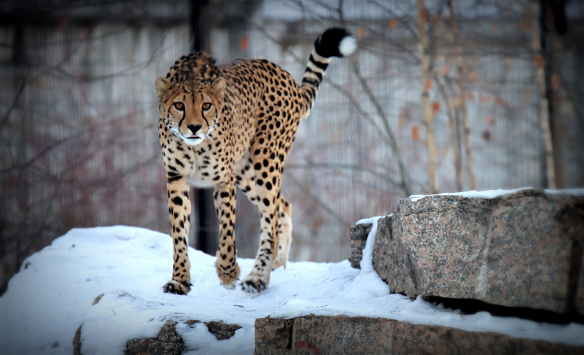 No politics, no economics, just animals from the Chelyabinsk Zoo - My, Zoo, Chelyabinsk Zoo, Animals, The photo, Longpost