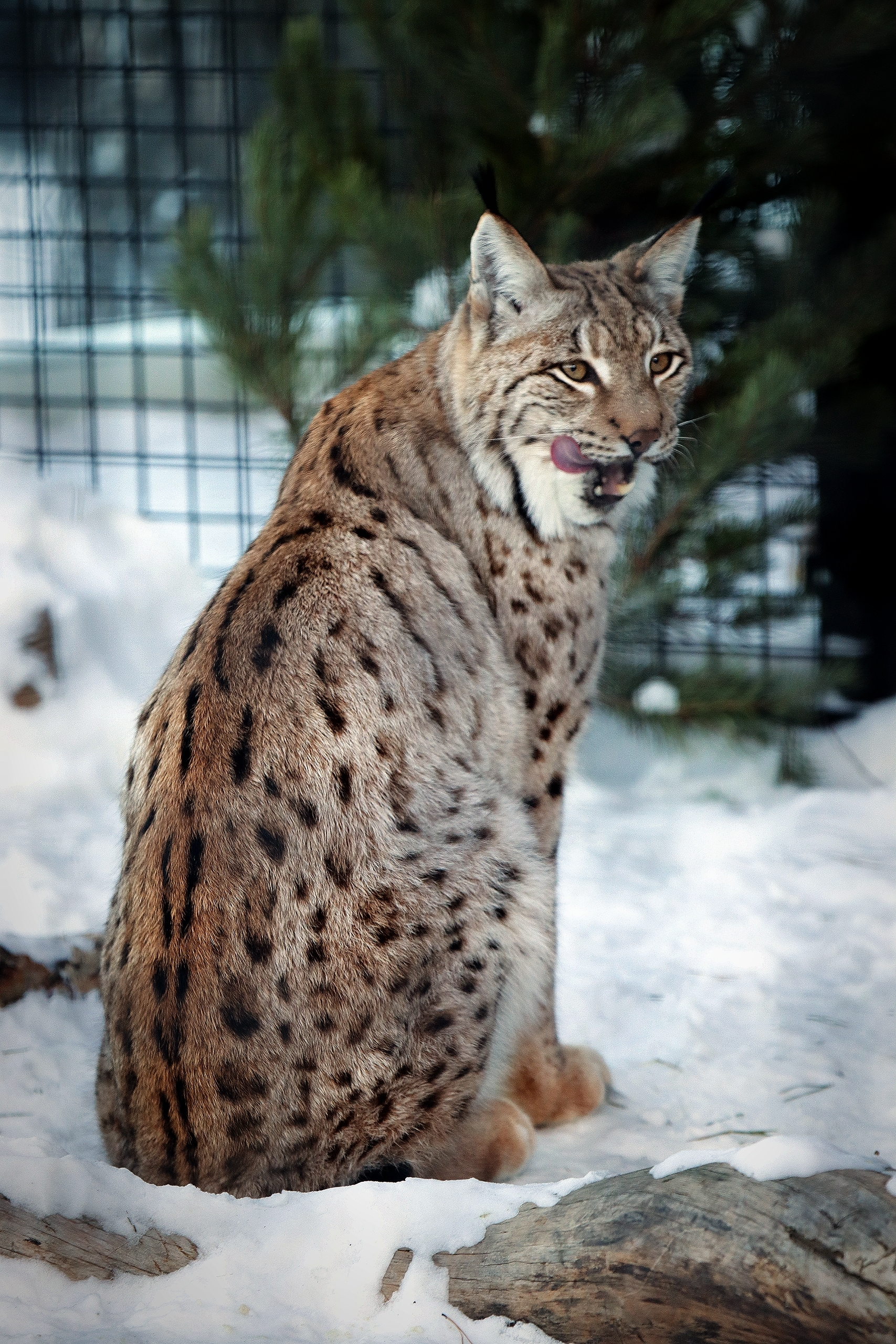 No politics, no economics, just animals from the Chelyabinsk Zoo - My, Zoo, Chelyabinsk Zoo, Animals, The photo, Longpost