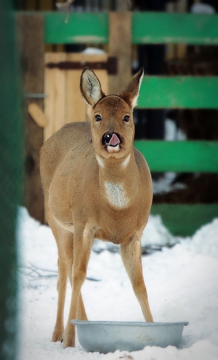 No politics, no economics, just animals from the Chelyabinsk Zoo - My, Zoo, Chelyabinsk Zoo, Animals, The photo, Longpost