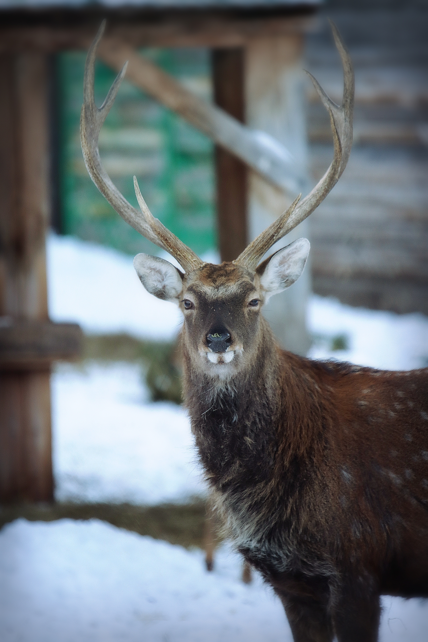 No politics, no economics, just animals from the Chelyabinsk Zoo - My, Zoo, Chelyabinsk Zoo, Animals, The photo, Longpost