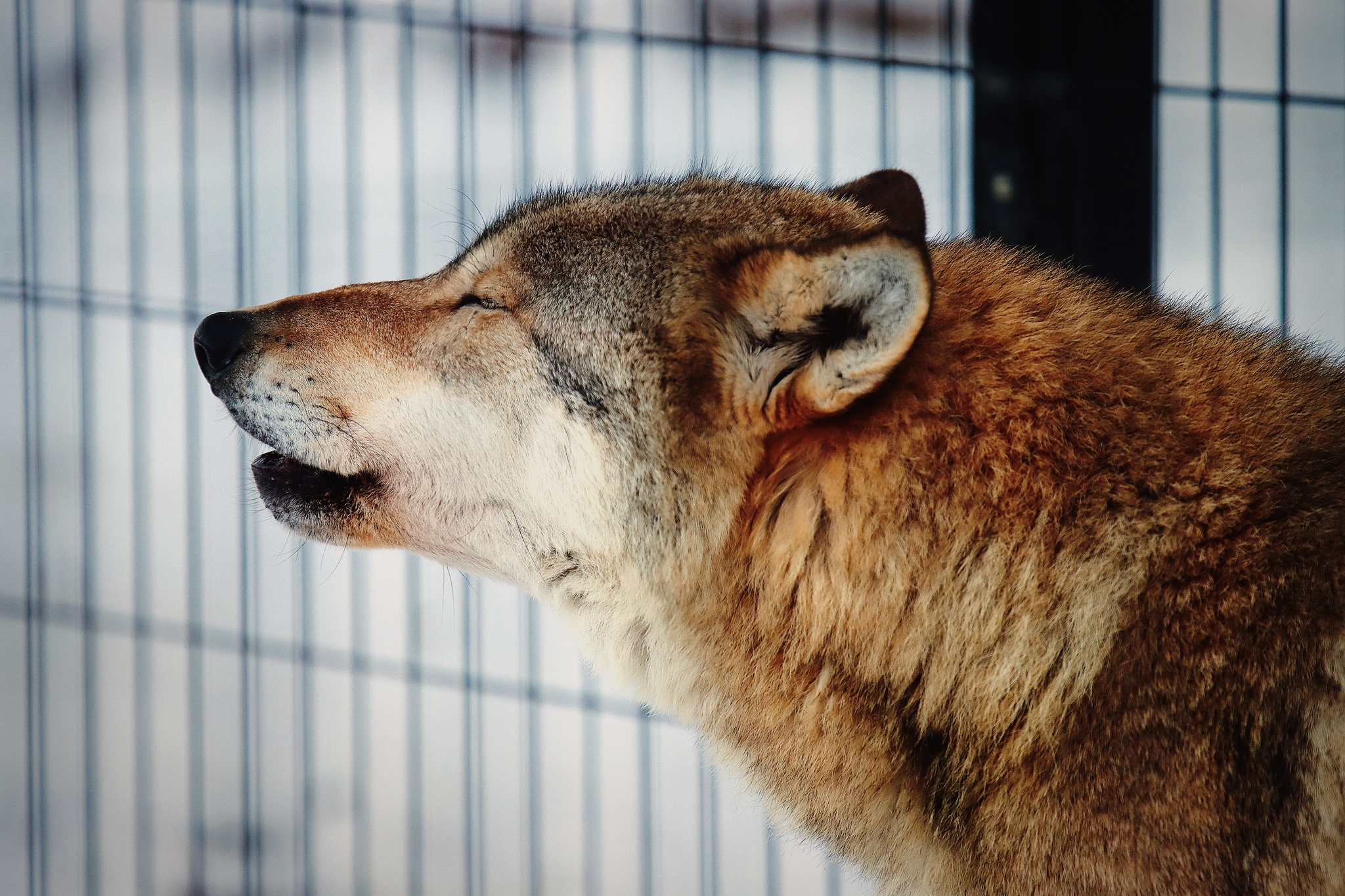 No politics, no economics, just animals from the Chelyabinsk Zoo - My, Zoo, Chelyabinsk Zoo, Animals, The photo, Longpost