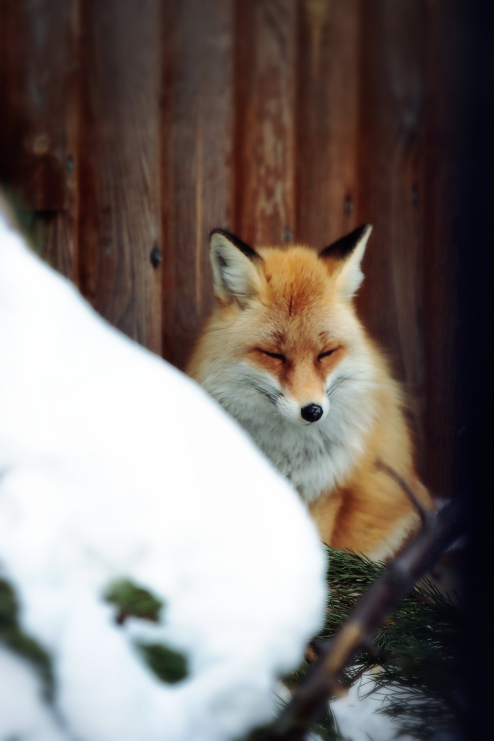 No politics, no economics, just animals from the Chelyabinsk Zoo - My, Zoo, Chelyabinsk Zoo, Animals, The photo, Longpost