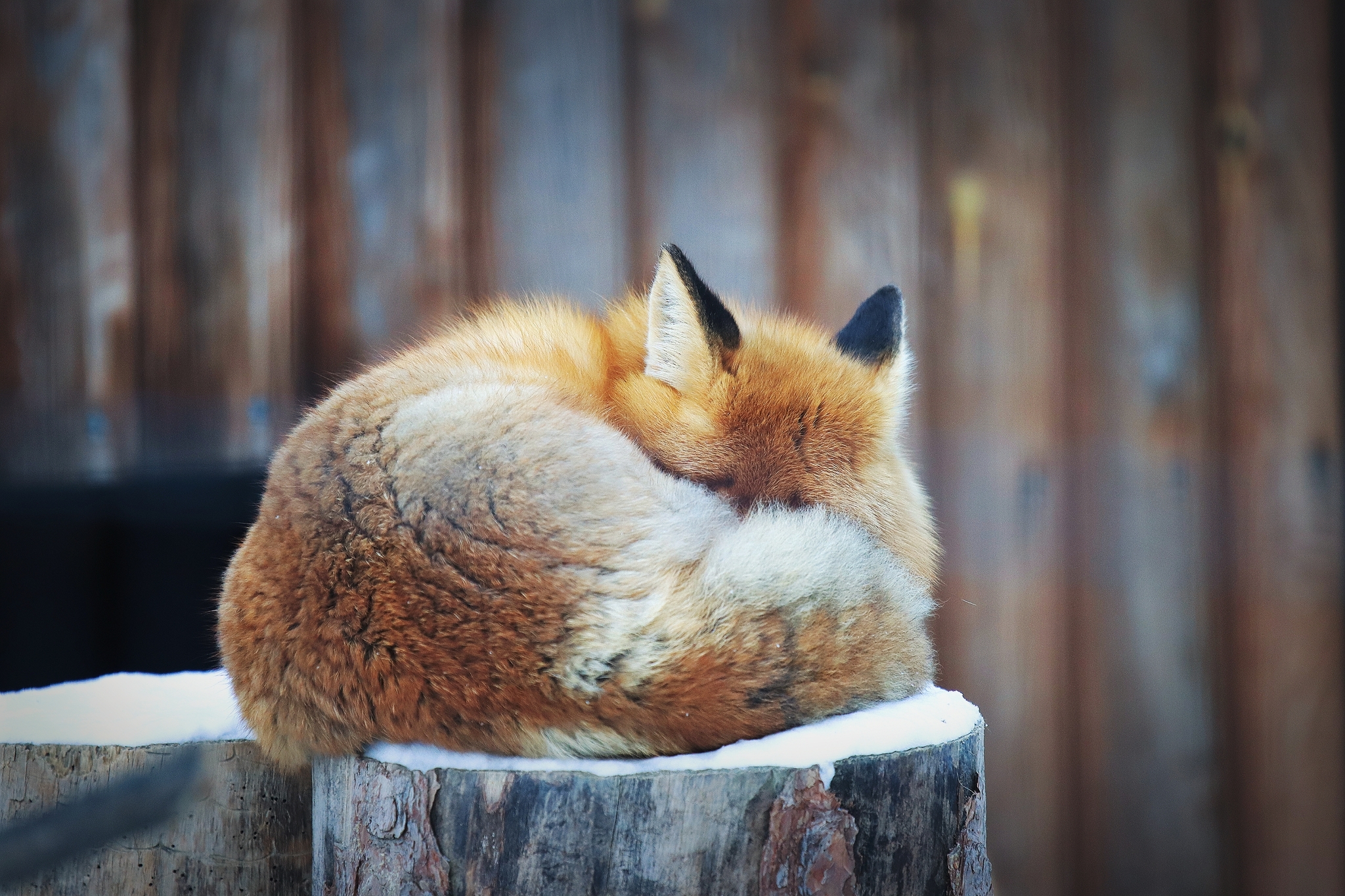 No politics, no economics, just animals from the Chelyabinsk Zoo - My, Zoo, Chelyabinsk Zoo, Animals, The photo, Longpost