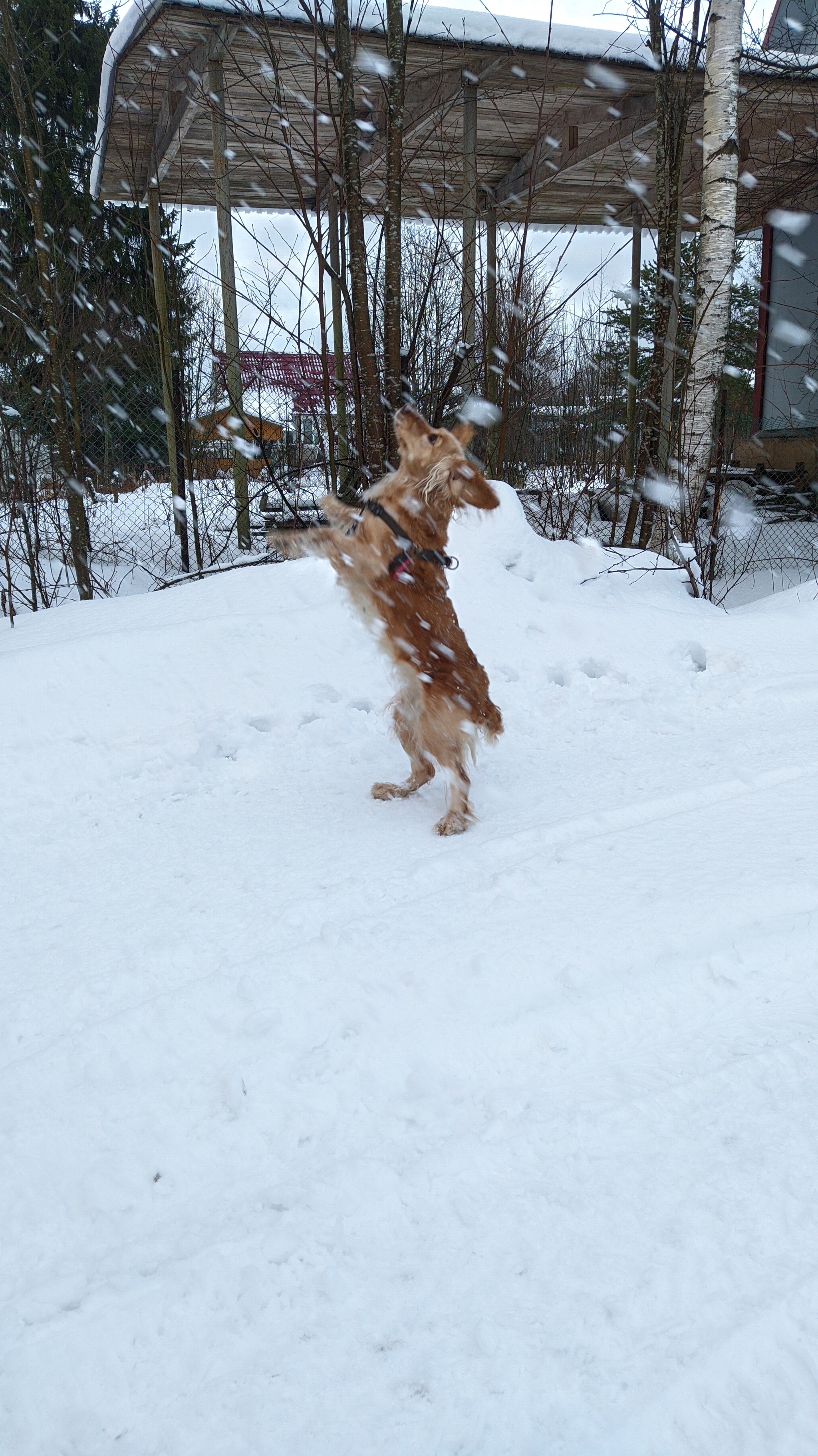 That feeling when I tried to take a beautiful winter photo of a dog - My, Cocker Spaniel, Dog, Longpost