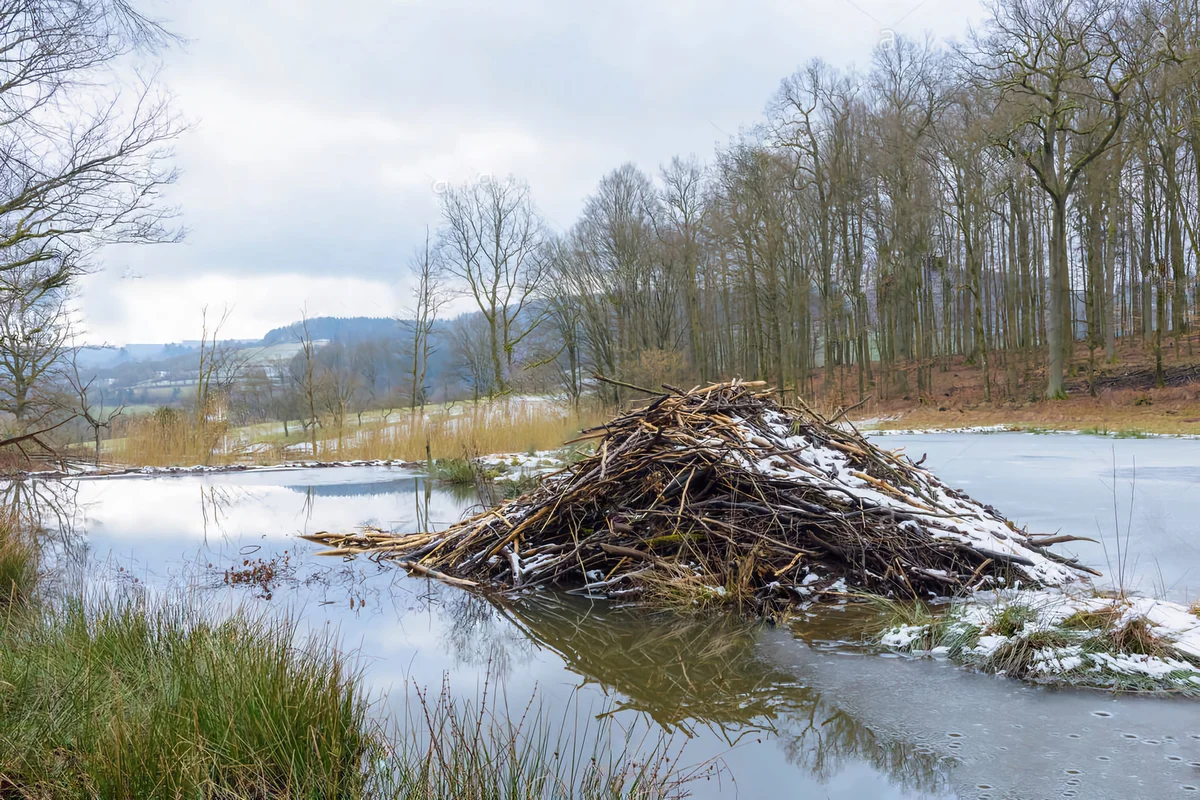 How a beaver winters: several features from the life of a “forest builder” - Animals, Beavers, Wintering, Yandex Zen, Longpost