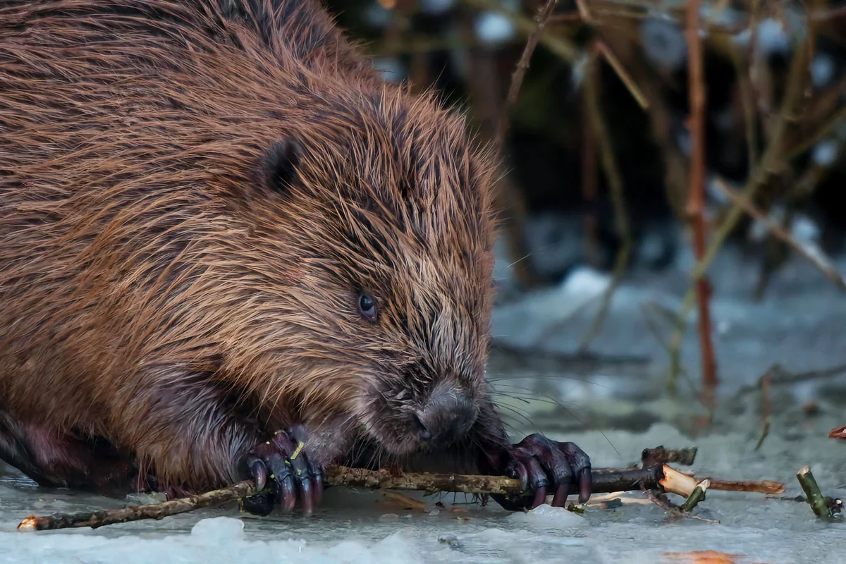 How a beaver winters: several features from the life of a “forest builder” - Animals, Beavers, Wintering, Yandex Zen, Longpost