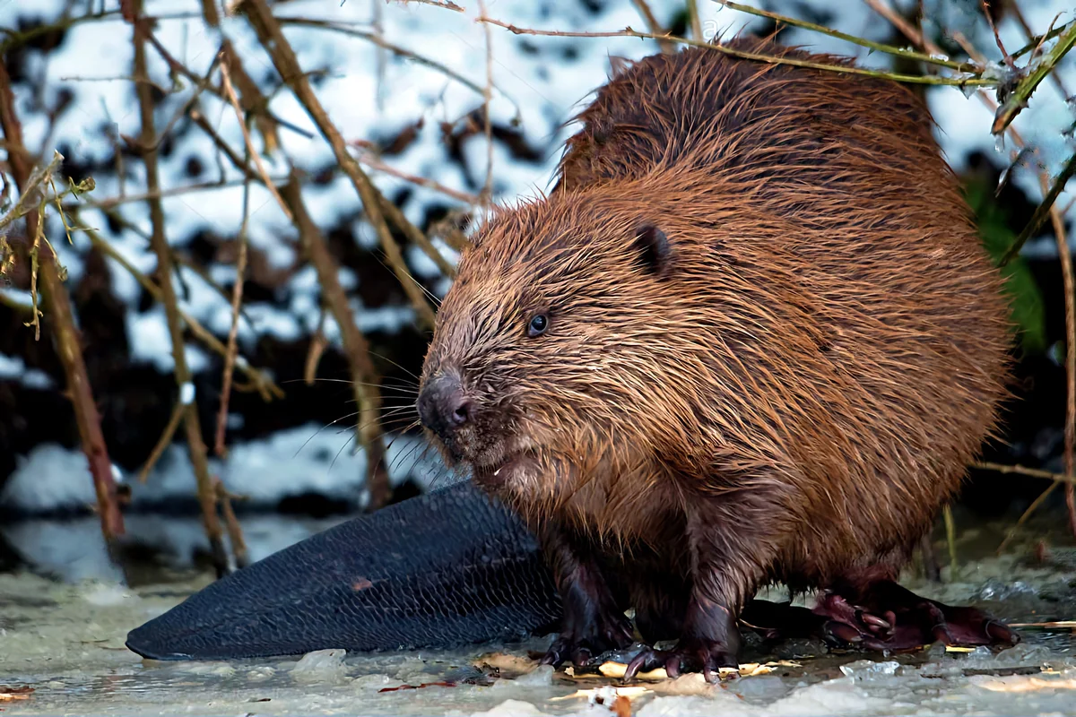 How a beaver winters: several features from the life of a “forest builder” - Animals, Beavers, Wintering, Yandex Zen, Longpost