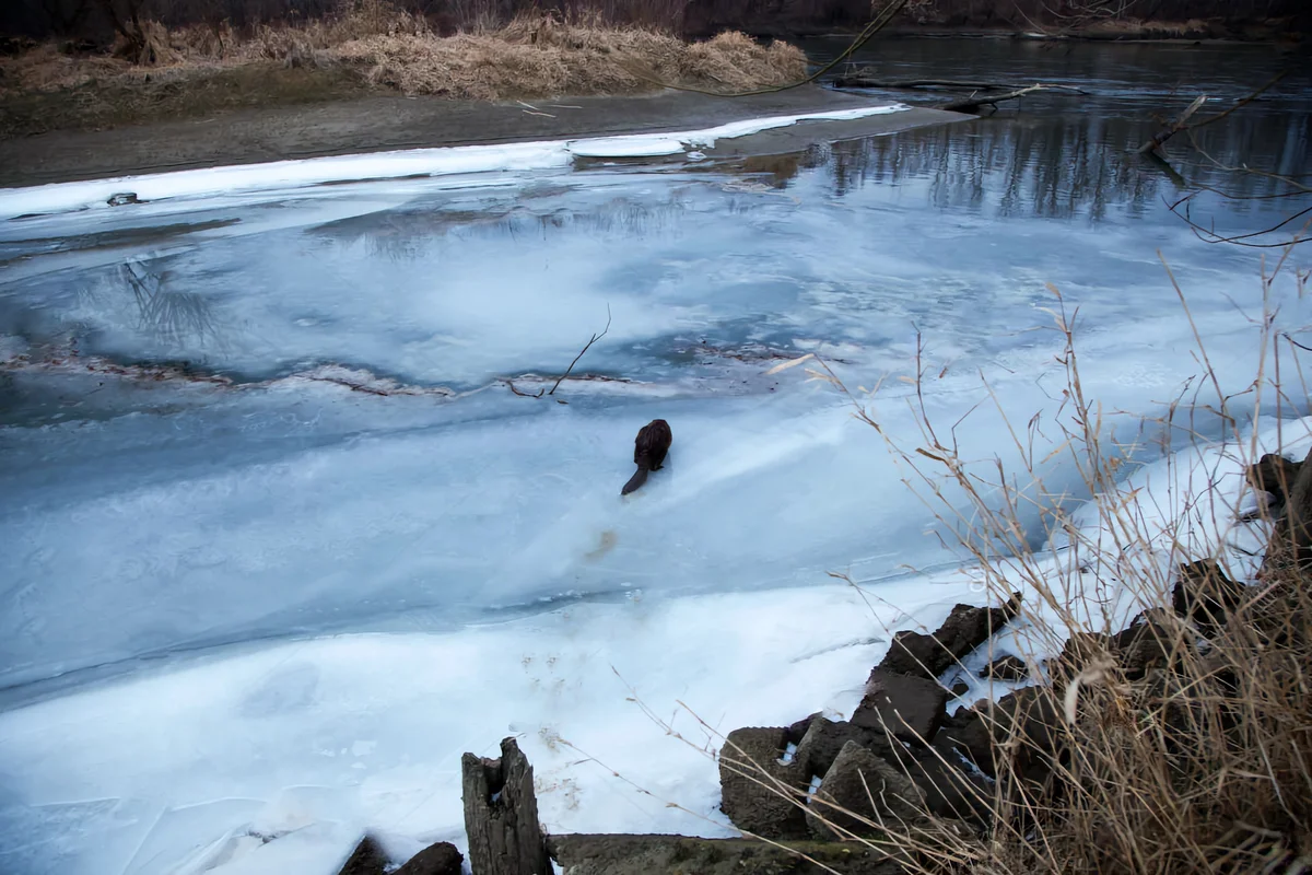 How a beaver winters: several features from the life of a “forest builder” - Animals, Beavers, Wintering, Yandex Zen, Longpost