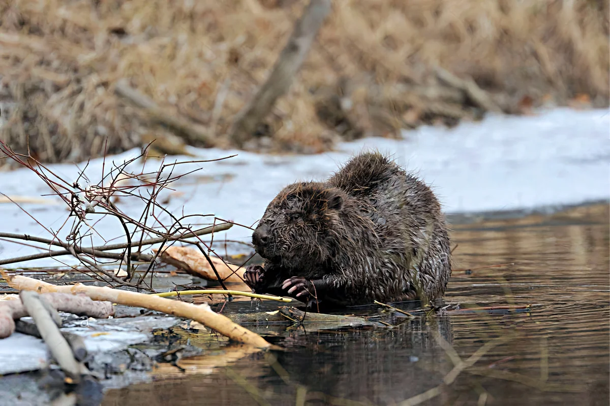 How a beaver winters: several features from the life of a “forest builder” - Animals, Beavers, Wintering, Yandex Zen, Longpost