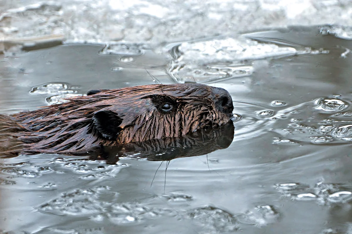 How a beaver winters: several features from the life of a “forest builder” - Animals, Beavers, Wintering, Yandex Zen, Longpost