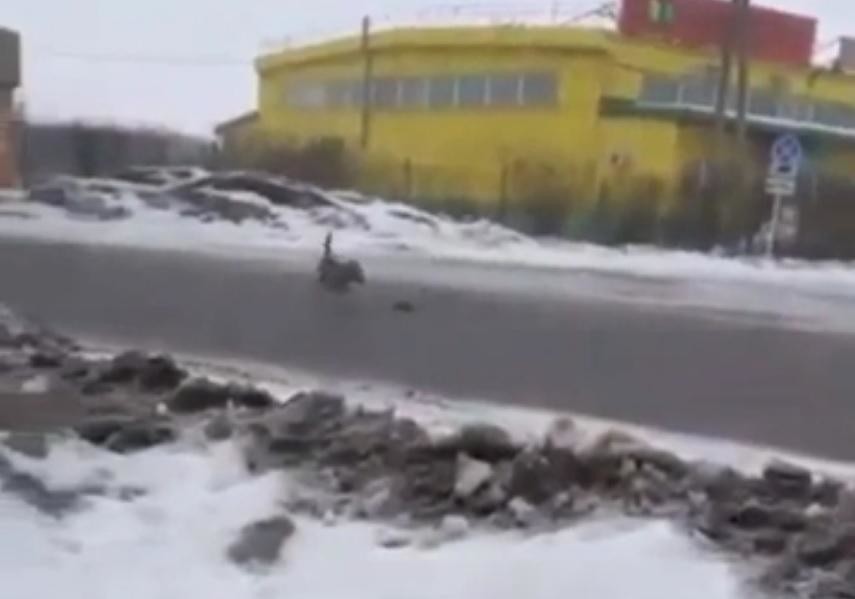 A giant rat grappled with a dog in Ussuriysk and was caught on video - Russia, Rat, Negative, Attack, Fight, Dog, The photo, Animals, Video