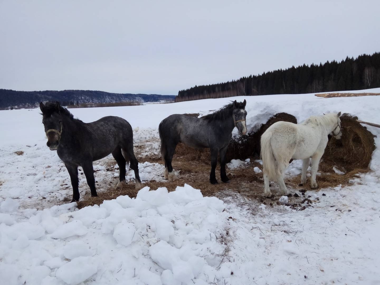 Continuation of the post “The Tale of How We Received a Grant...” - My, Village, Real life story, Father, Government support, Сельское хозяйство, Longpost