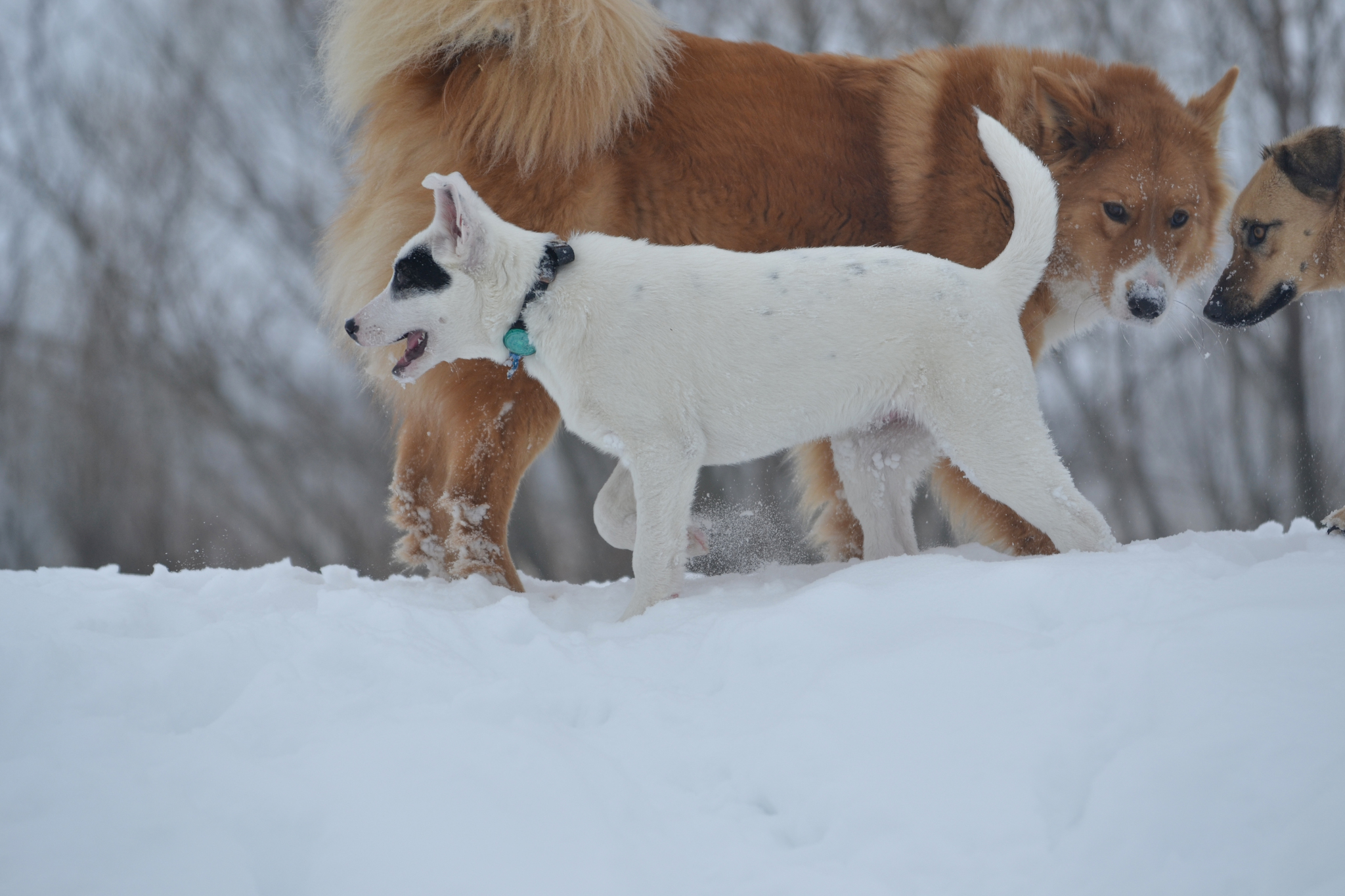 Puppy Tyapa in good hands - My, Dog, Puppies, In good hands, Moscow region, Shatura, Longpost