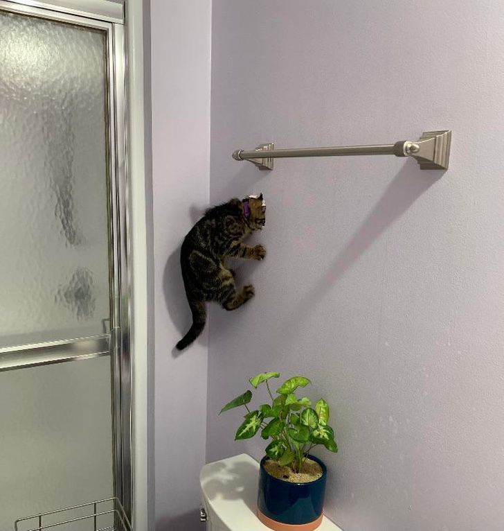 Spiderman Cat - cat, Wall