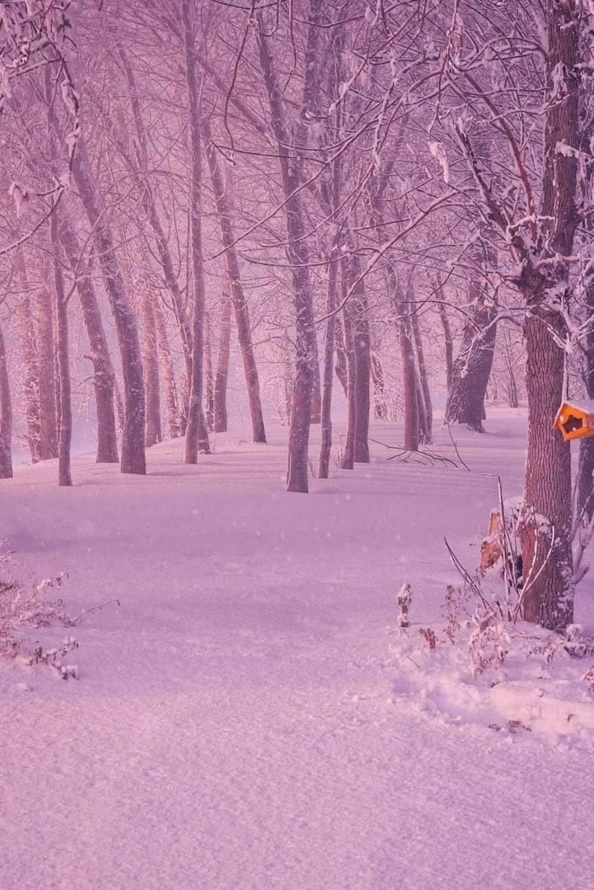 Dawn pink with frost in Ust-Kamenogorsk. Outside -35°C - freezing, Winter, Snow, Longpost, Pink, Kazakhstan