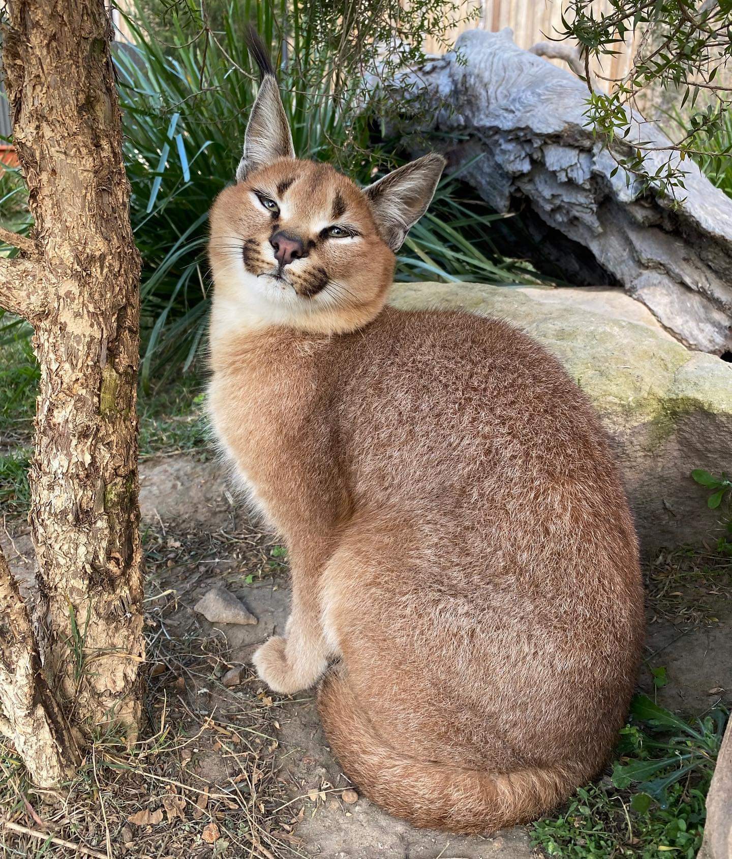 It turns out that wild cats have their own language - Caracal, Small cats, Milota, Education, Reserves and sanctuaries, Humor, Positive, Video, Longpost, Wild cat center