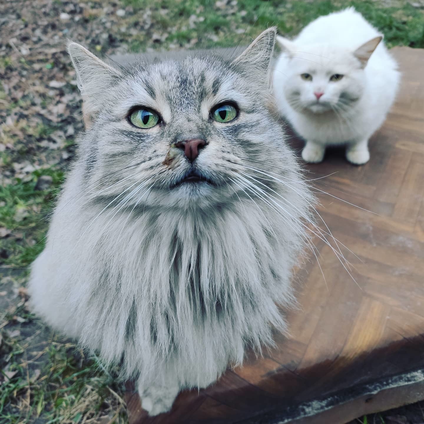 Yard cats - My, cat, Courtyard, Hiking, Longpost