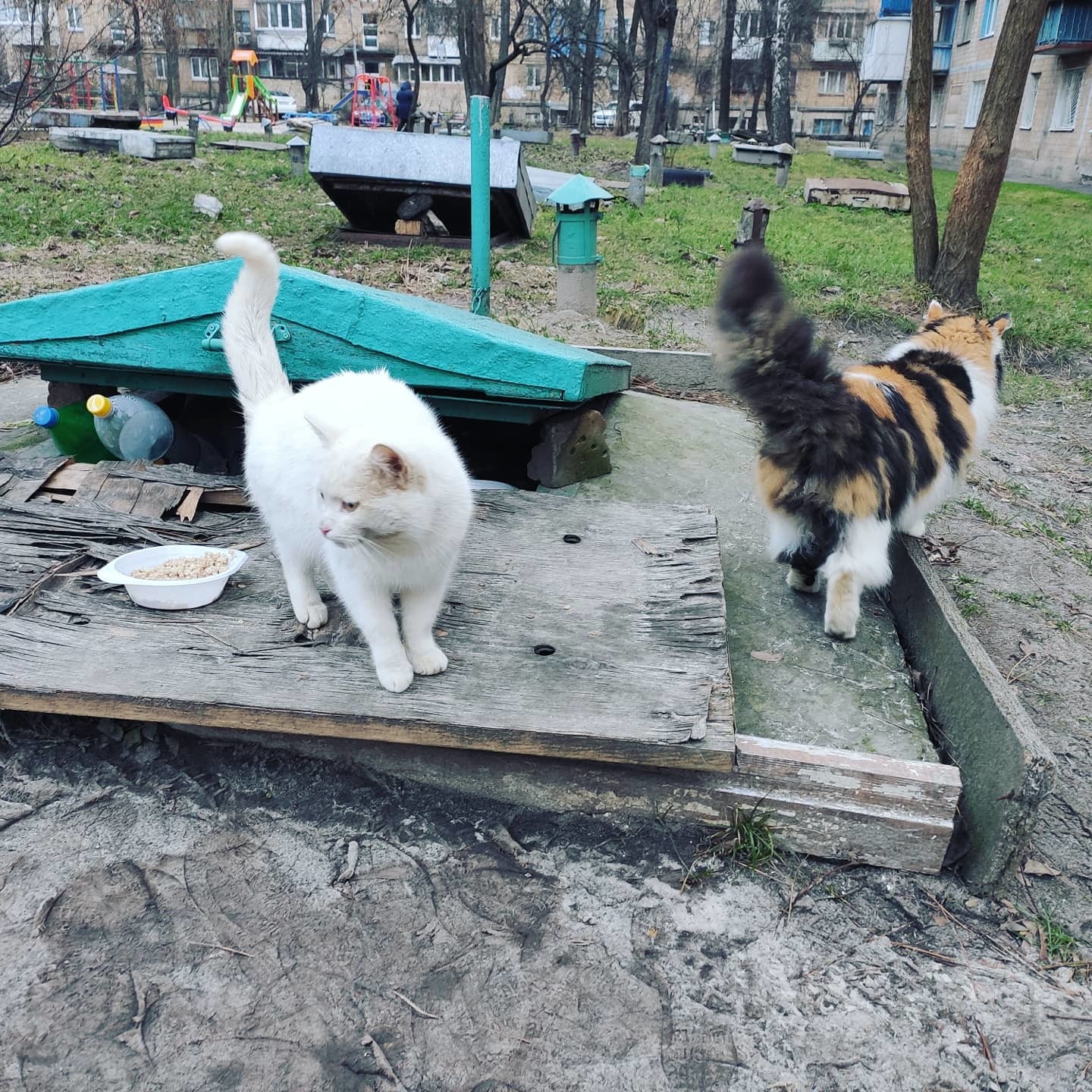 Yard cats - My, cat, Courtyard, Hiking, Longpost