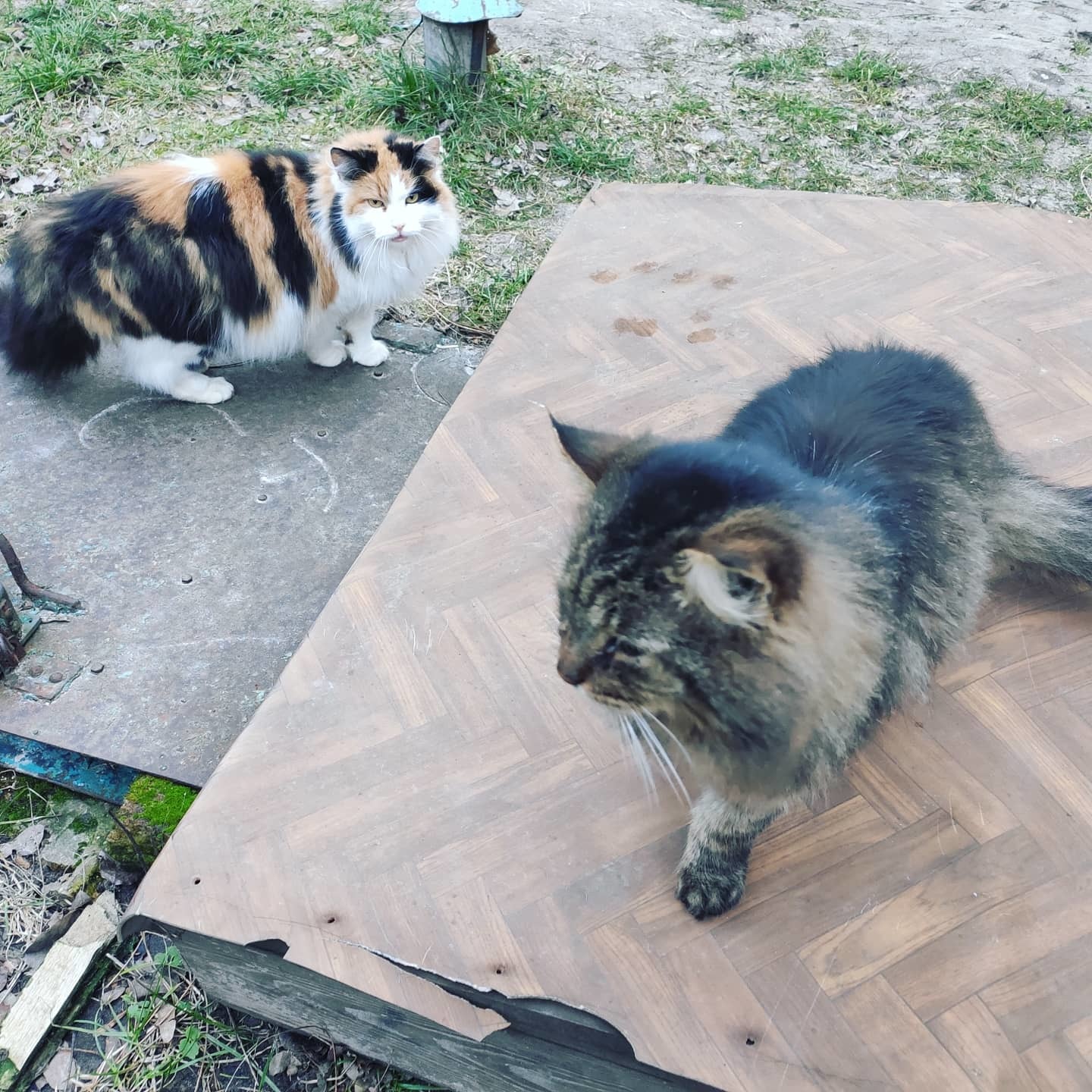 Yard cats - My, cat, Courtyard, Hiking, Longpost