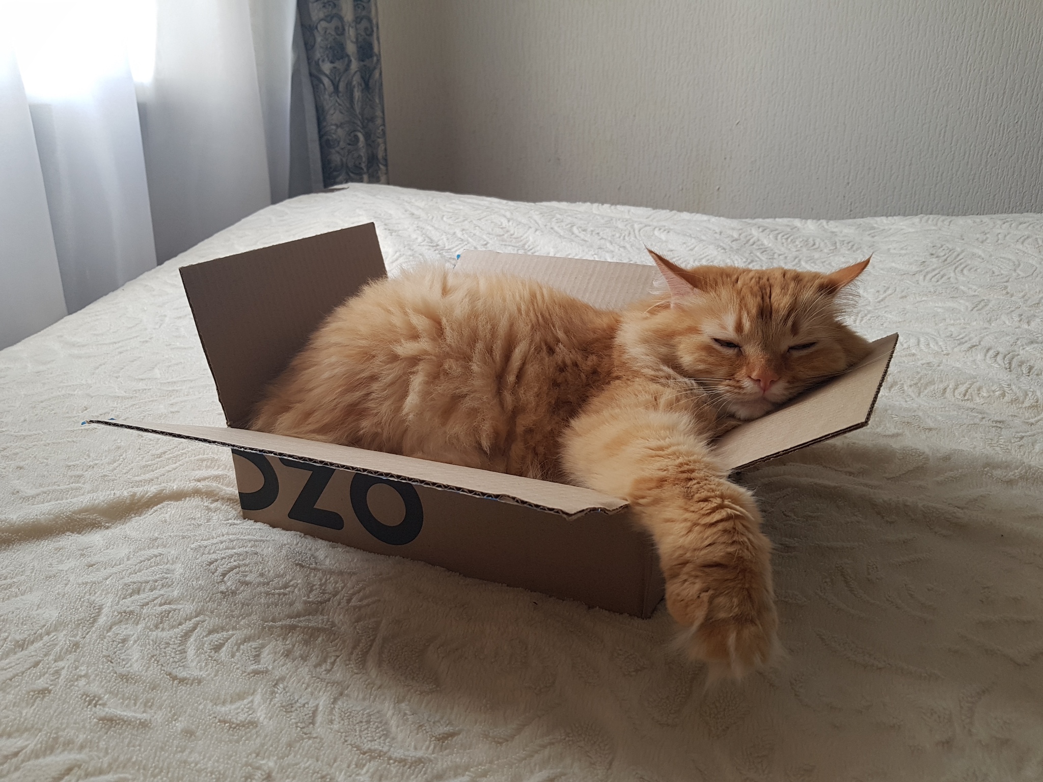 Boxman - cat, Milota