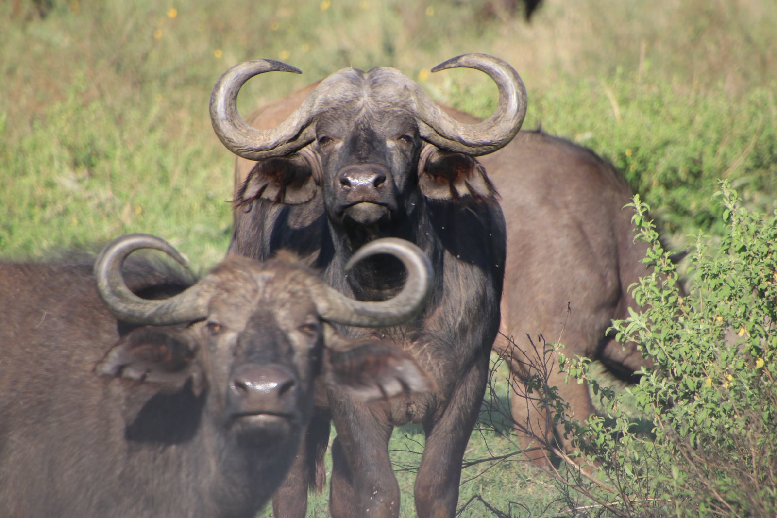 Safari in Tanzania. Serengeti and Ngorongoro - My, Safari, Travels, Serengeti, Wild animals, Africa, Longpost