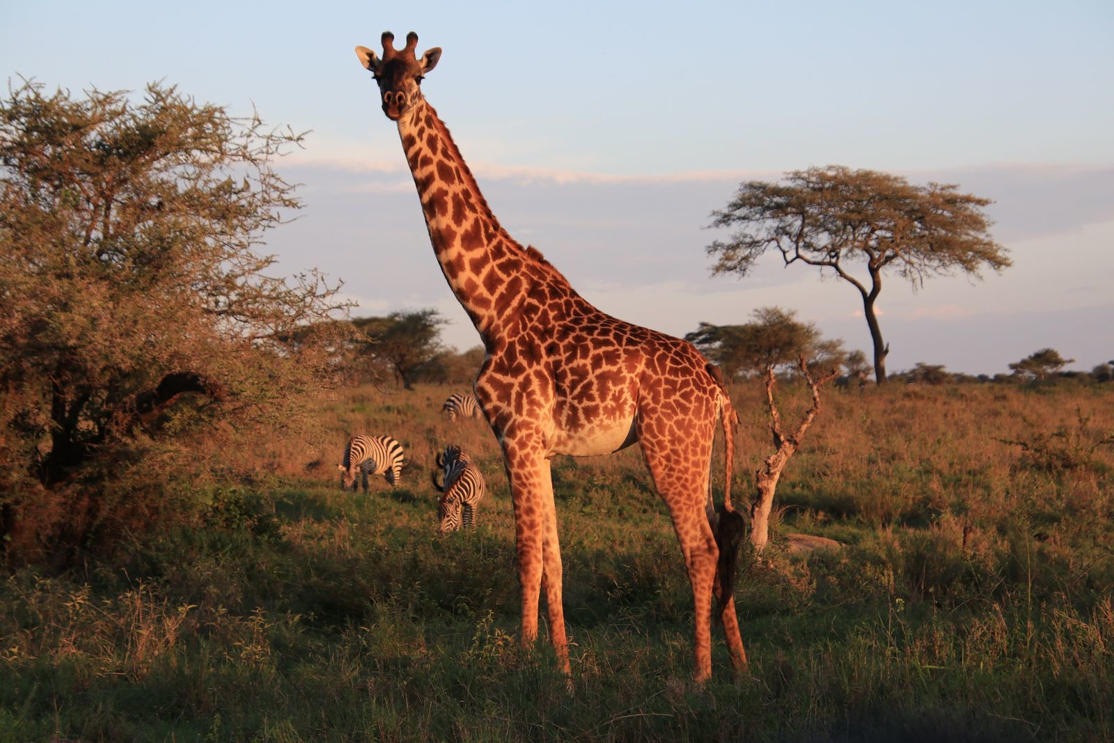 Safari in Tanzania. Serengeti and Ngorongoro - My, Safari, Travels, Serengeti, Wild animals, Africa, Longpost