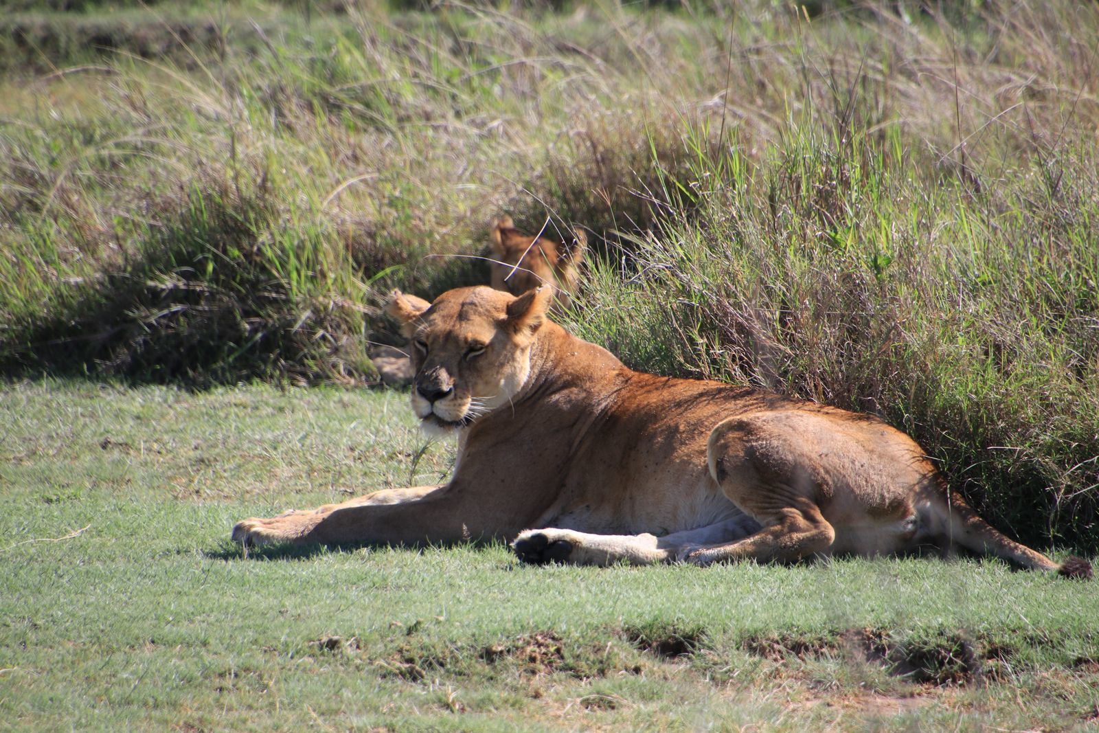 Safari in Tanzania. Serengeti and Ngorongoro - My, Safari, Travels, Serengeti, Wild animals, Africa, Longpost