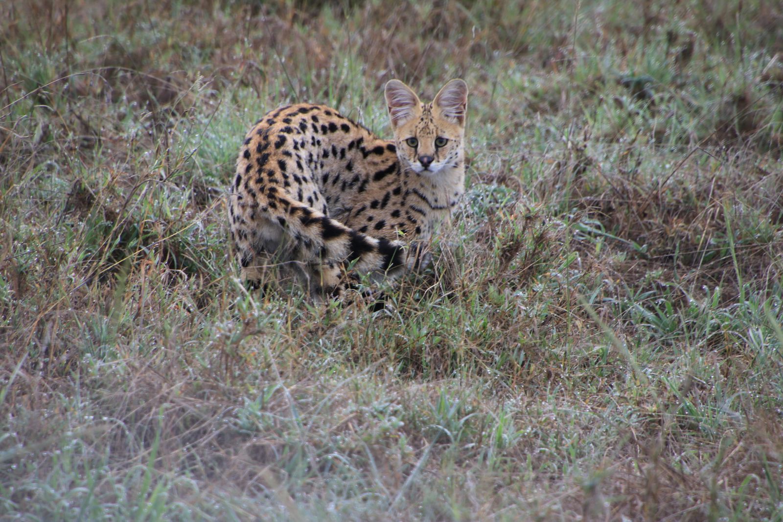 Safari in Tanzania. Serengeti and Ngorongoro - My, Safari, Travels, Serengeti, Wild animals, Africa, Longpost