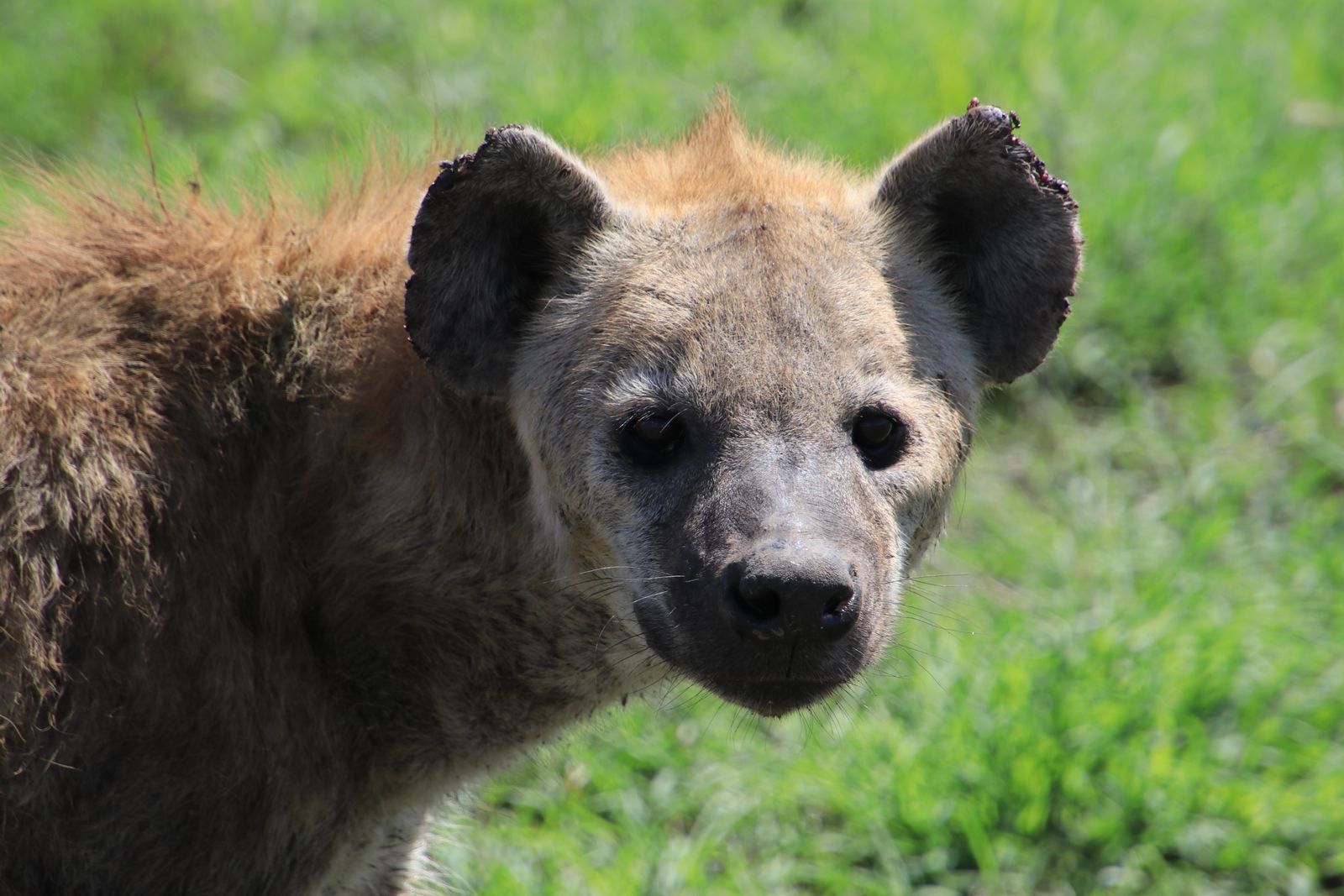 Safari in Tanzania. Serengeti and Ngorongoro - My, Safari, Travels, Serengeti, Wild animals, Africa, Longpost