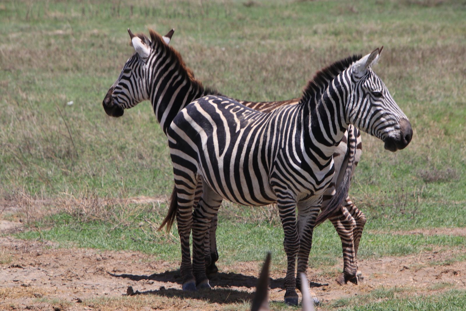 Safari in Tanzania. Serengeti and Ngorongoro - My, Safari, Travels, Serengeti, Wild animals, Africa, Longpost