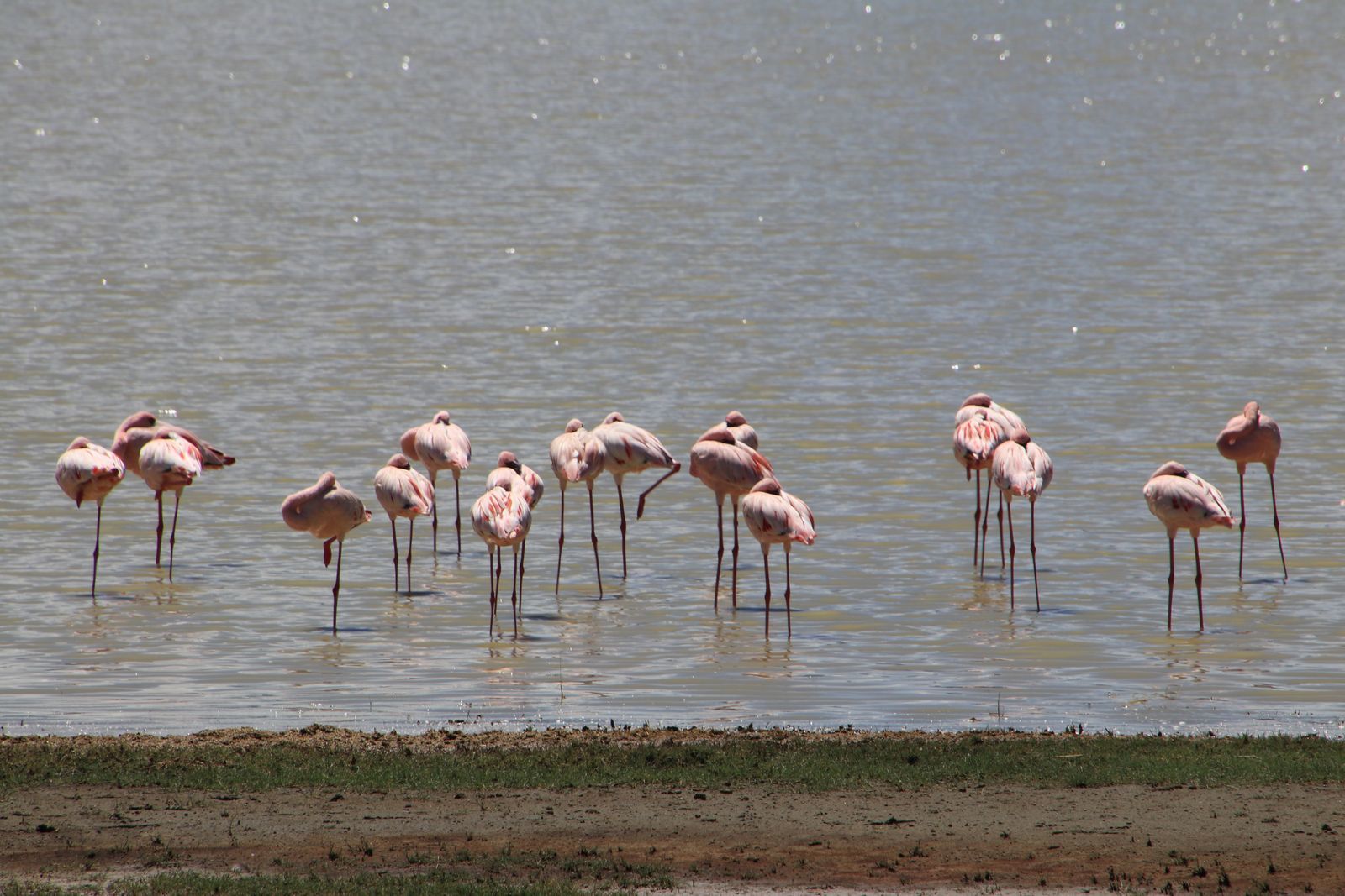 Safari in Tanzania. Serengeti and Ngorongoro - My, Safari, Travels, Serengeti, Wild animals, Africa, Longpost