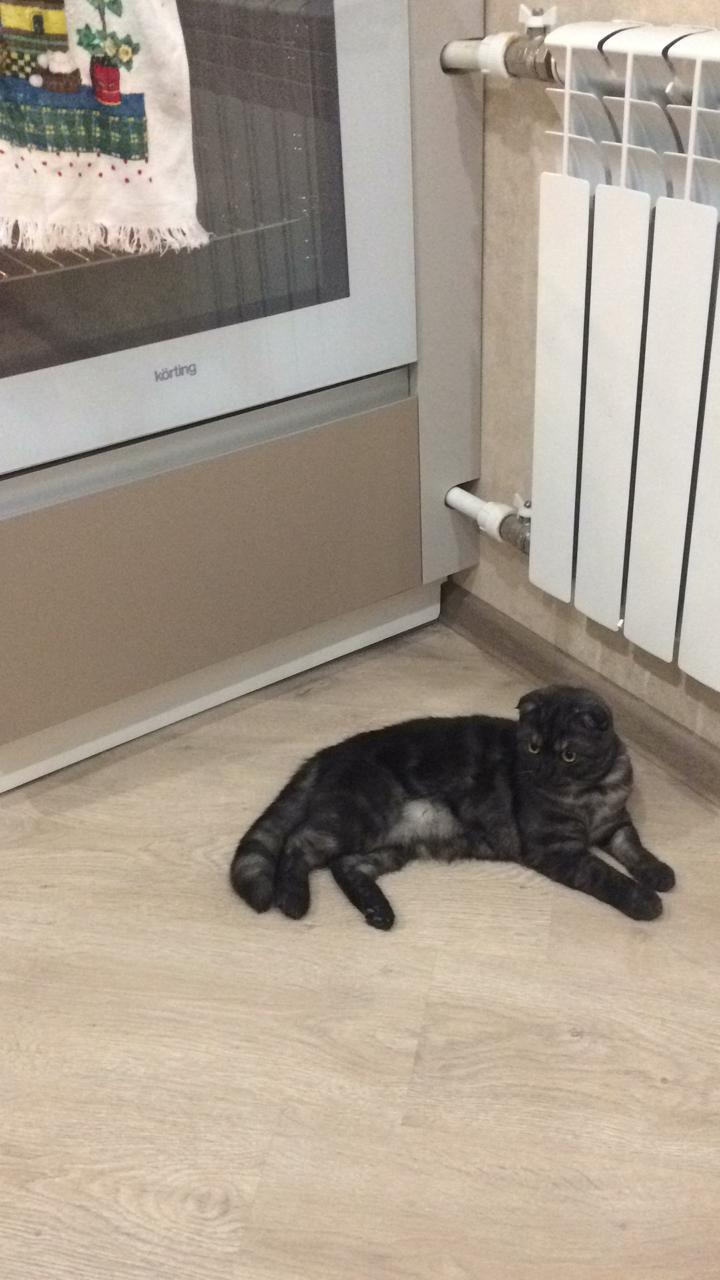 Waiting for food - My, cat, Scottish lop-eared, Kitchen, Longpost