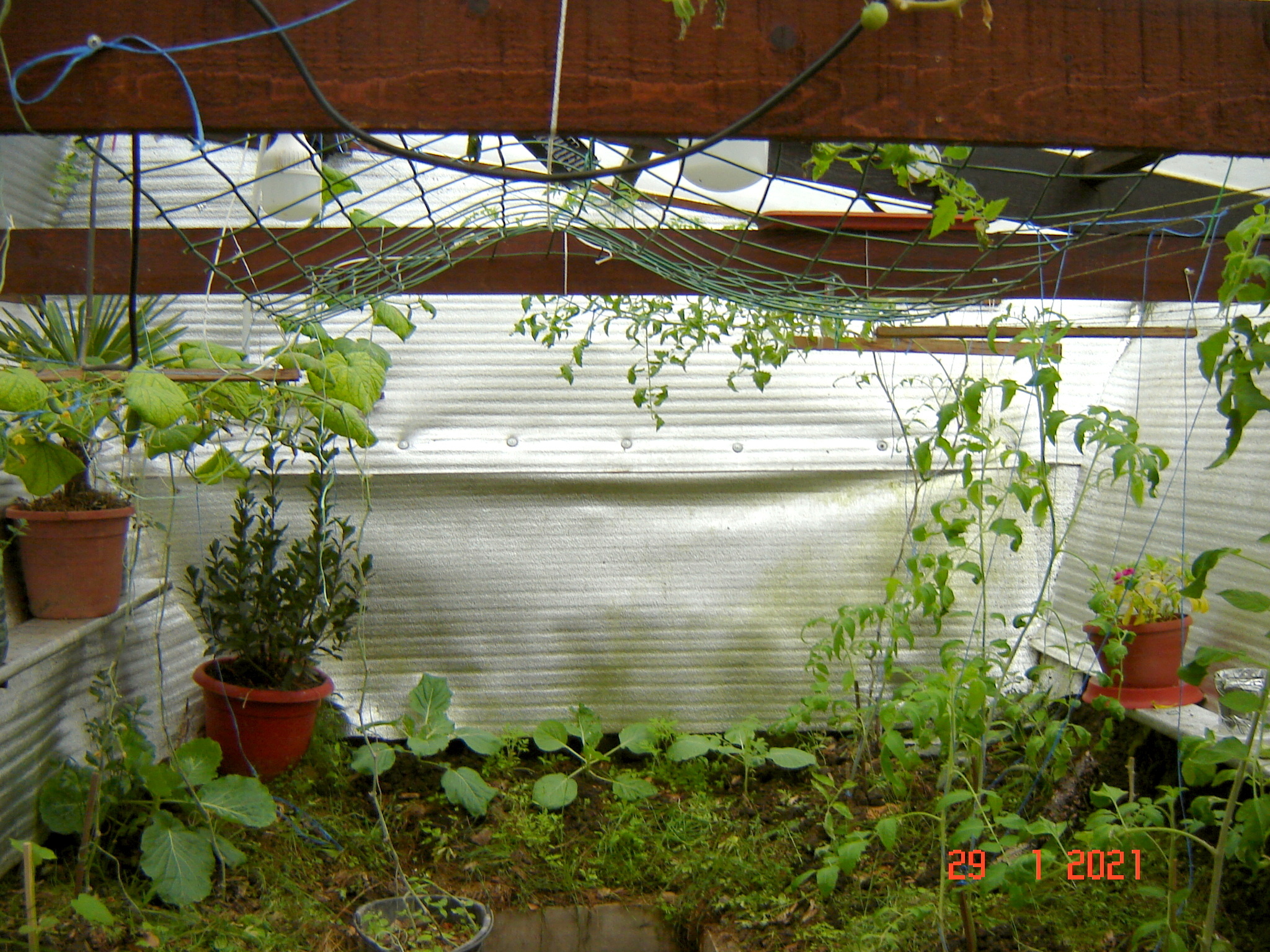 One day in winter greenhouses. Krasnodar region - My, Underground greenhouse, Cucumbers, Tomatoes, Краснодарский Край, Longpost