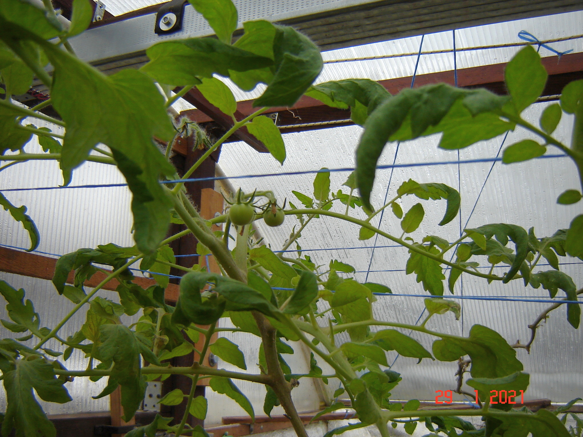 One day in winter greenhouses. Krasnodar region - My, Underground greenhouse, Cucumbers, Tomatoes, Краснодарский Край, Longpost