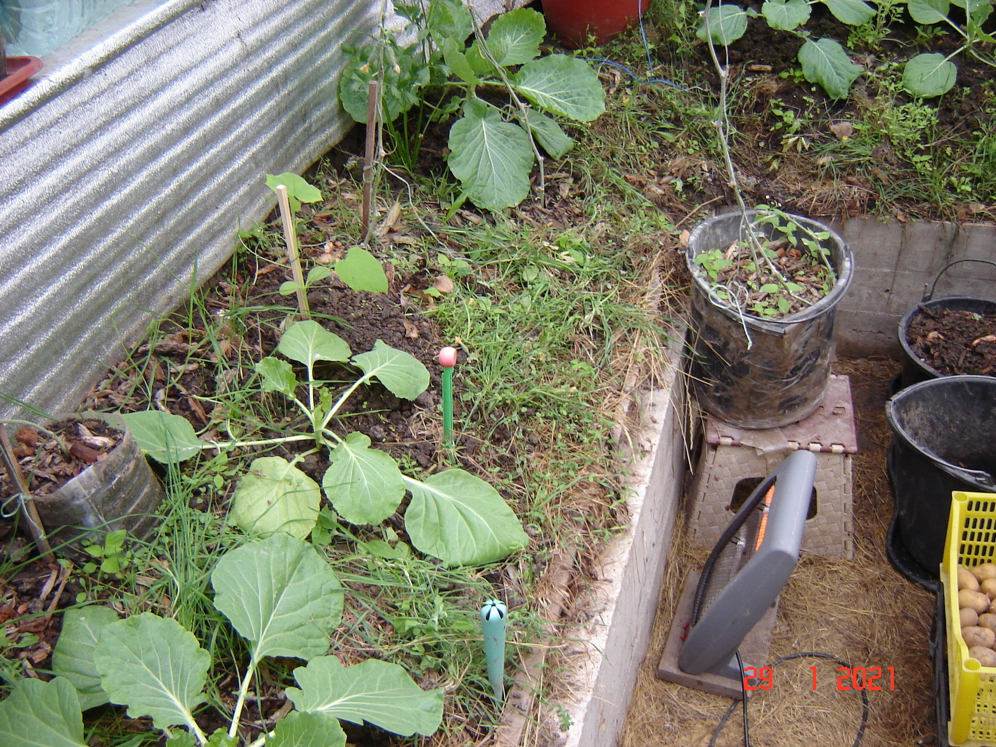 One day in winter greenhouses. Krasnodar region - My, Underground greenhouse, Cucumbers, Tomatoes, Краснодарский Край, Longpost