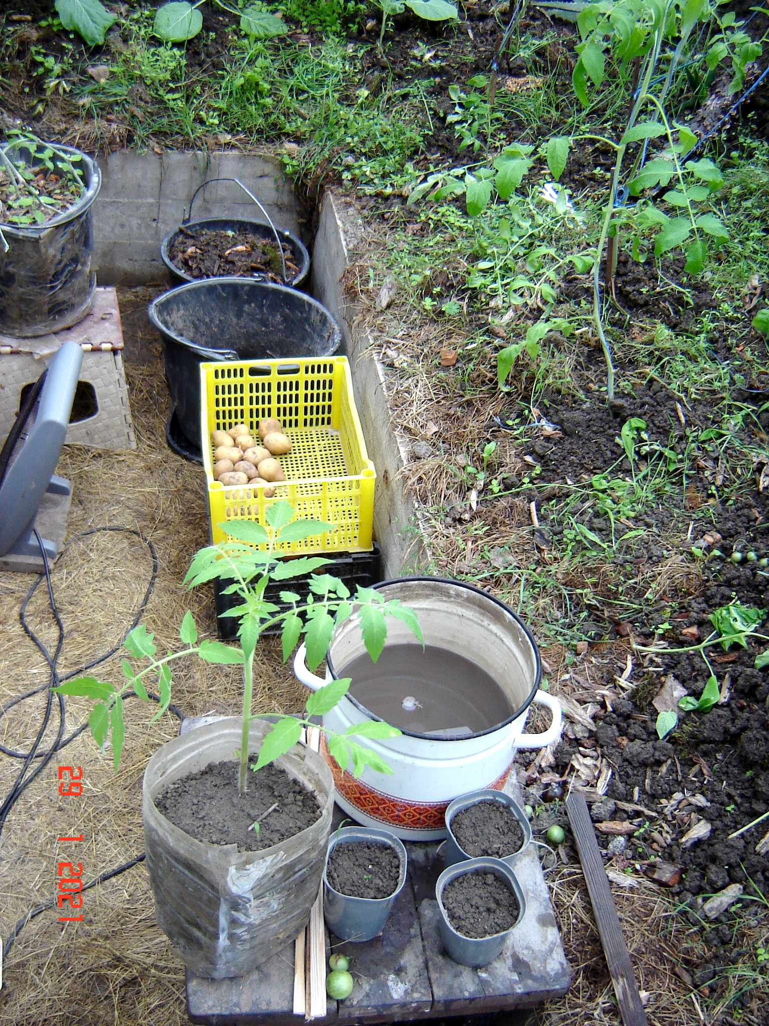 One day in winter greenhouses. Krasnodar region - My, Underground greenhouse, Cucumbers, Tomatoes, Краснодарский Край, Longpost