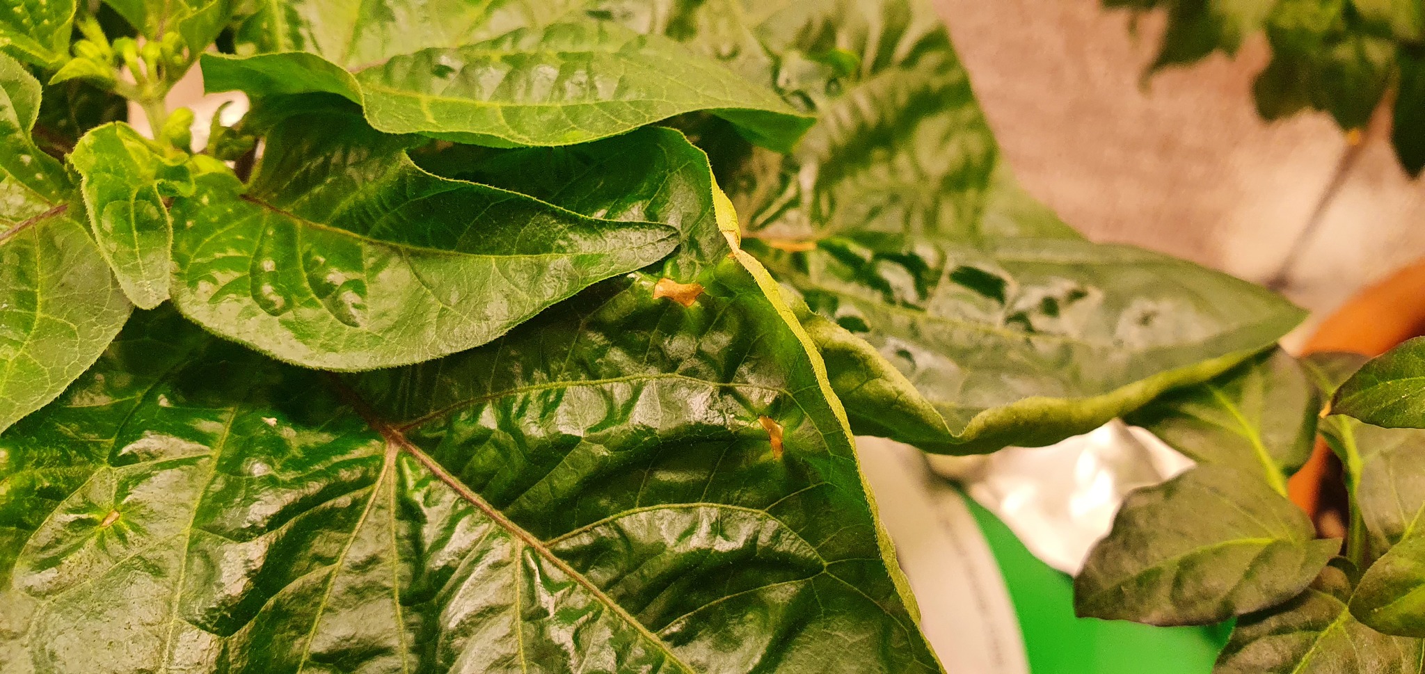 Chocolate Carolinas are sick - My, Hot peppers, Plant growing, Disease