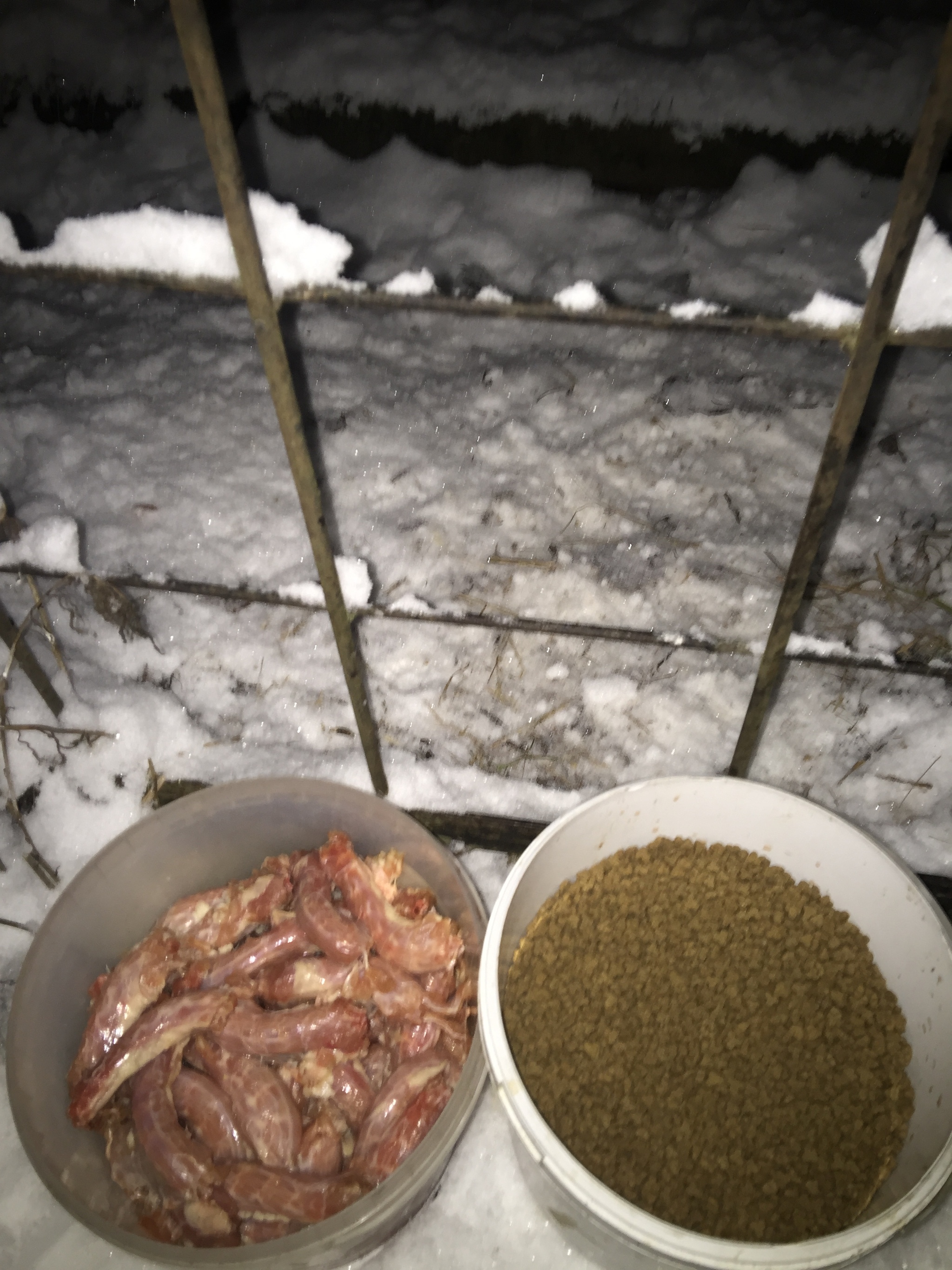 Report on feeding cats abandoned in gardening. January 30. Temperature minus 2. Snowfall again. 31 days until spring - My, Kittens, cat, Help, Kindness, Pets, Animals, Animal Rescue, Winter, Leningrad region, Video, Longpost