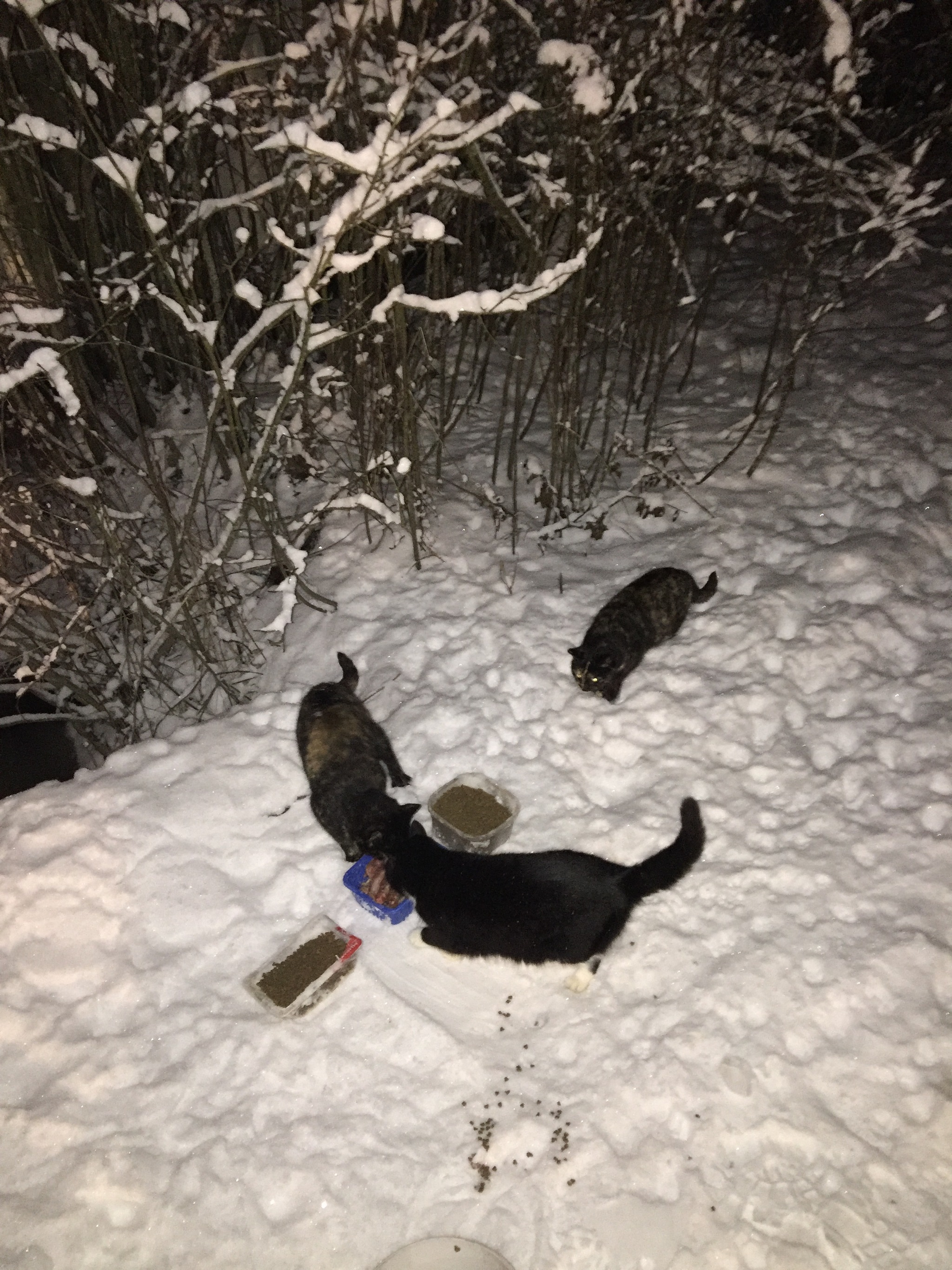 Report on feeding cats abandoned in gardening. January 30. Temperature minus 2. Snowfall again. 31 days until spring - My, Kittens, cat, Help, Kindness, Pets, Animals, Animal Rescue, Winter, Leningrad region, Video, Longpost