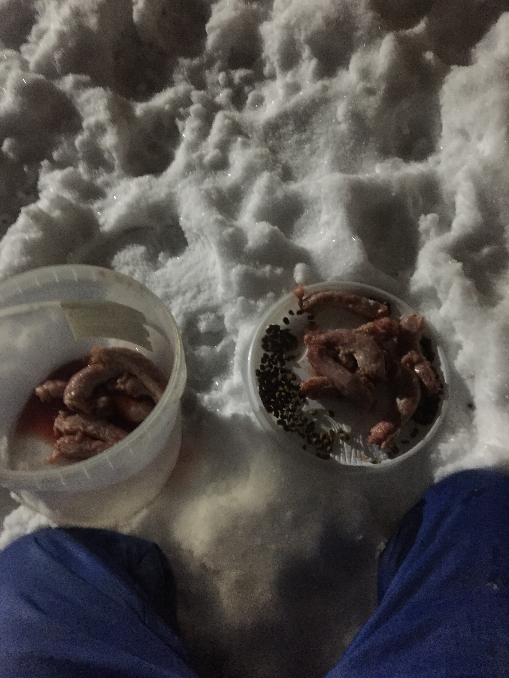 Report on feeding cats abandoned in gardening. January 30. Temperature minus 2. Snowfall again. 31 days until spring - My, Kittens, cat, Help, Kindness, Pets, Animals, Animal Rescue, Winter, Leningrad region, Video, Longpost