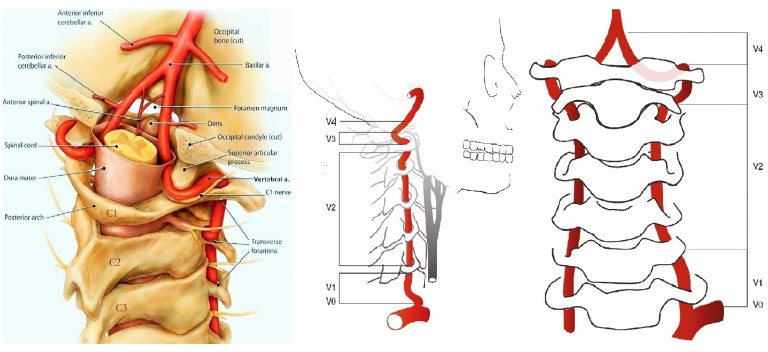 [part 2] Occupational hygiene of a computer operator (MCM) - My, eSports, Health, Posture, Blood circulation, Erythrocytes, Device, Longpost