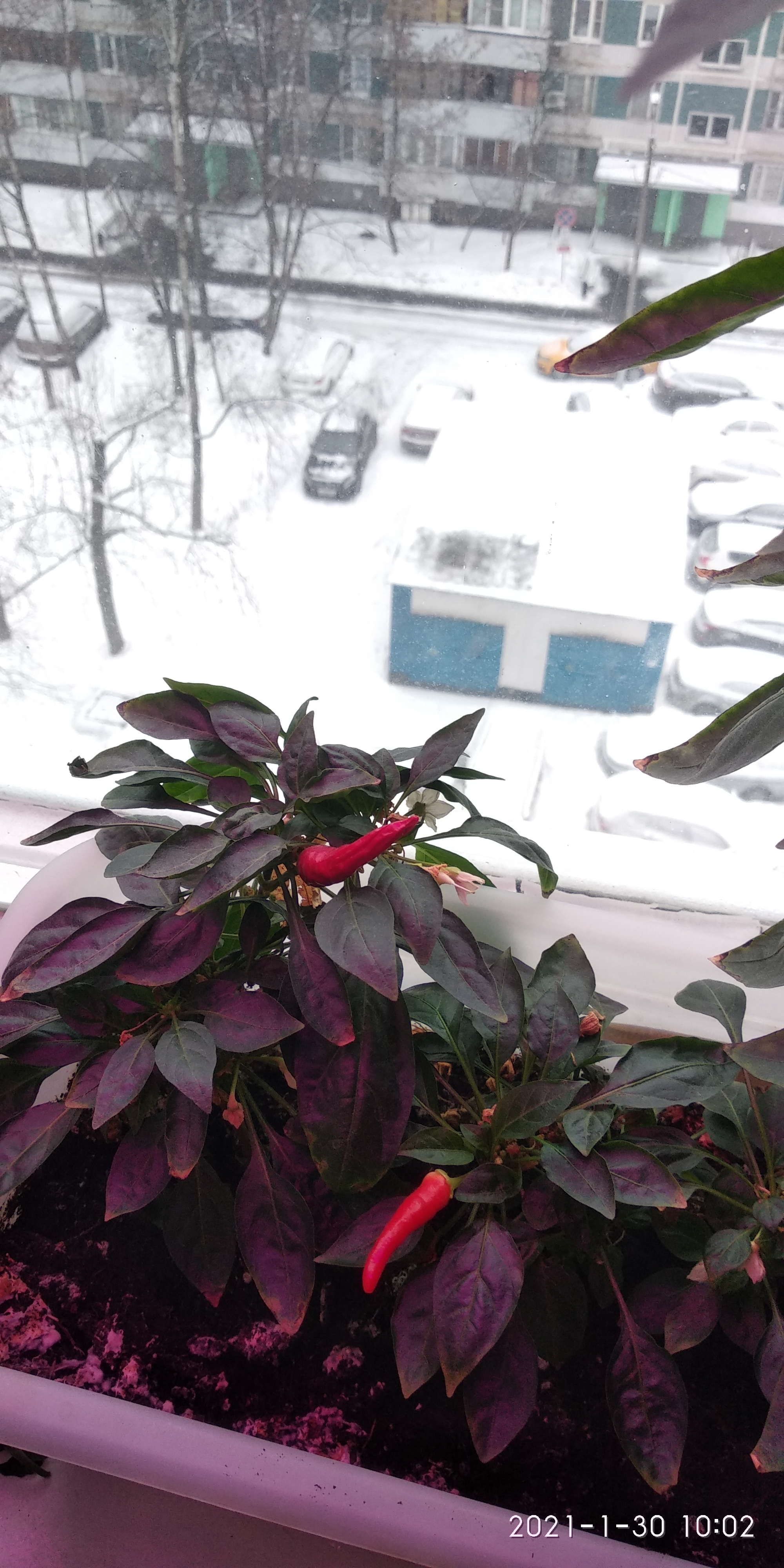 Winter is not a hindrance to gardening - My, Gardening, Gardener, Pepper farming, Pepper, Longpost