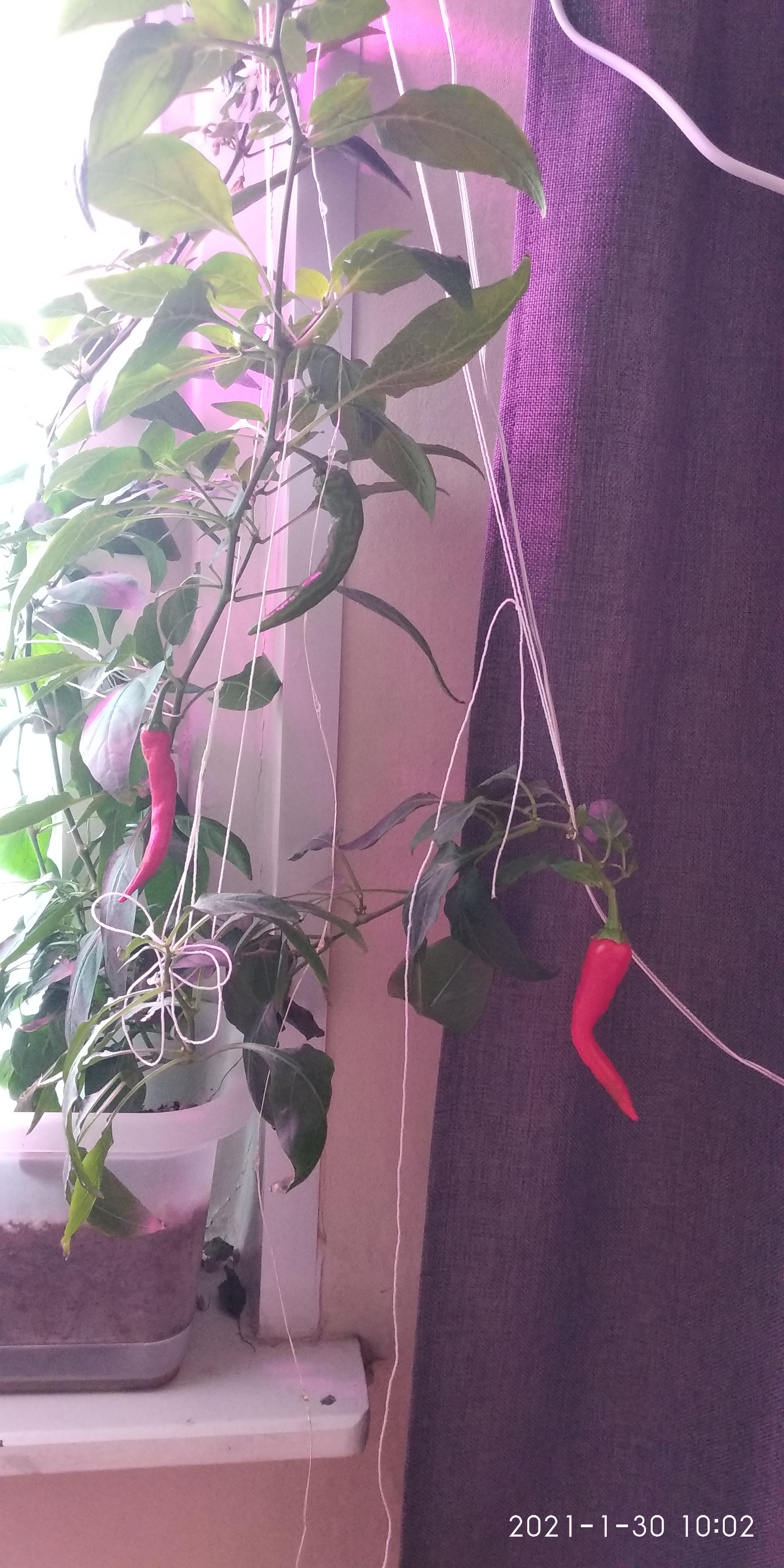 Winter is not a hindrance to gardening - My, Gardening, Gardener, Pepper farming, Pepper, Longpost