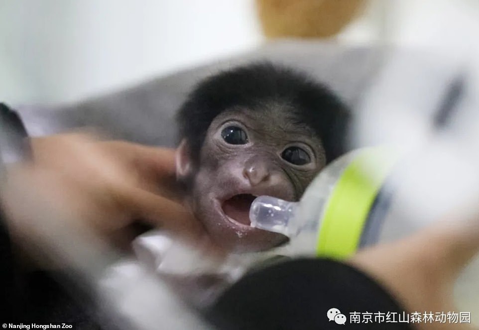 Cute little gibbon born at Nanjing Zoo - Monkey, Young, Longpost, Gibbon, Zoo, Nanking, China, Milota