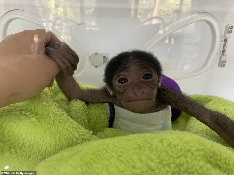 Cute little gibbon born at Nanjing Zoo - Monkey, Young, Longpost, Gibbon, Zoo, Nanking, China, Milota