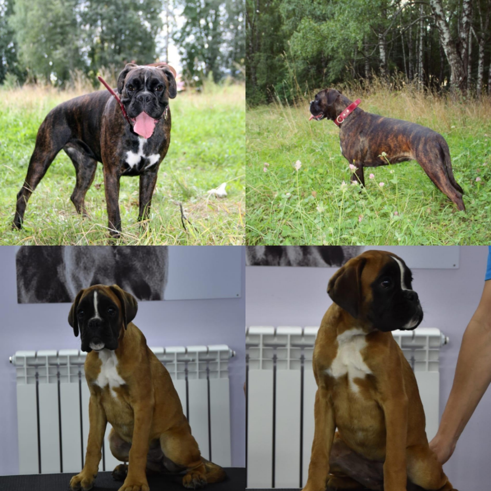 My girls - My, Dog, German boxer, Longpost