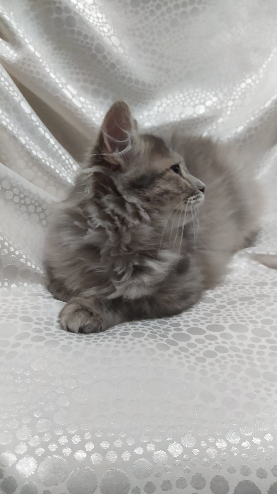 Cloud - My, cat, Kittens, In good hands, Minsk, Minsk Oblast, No rating, Longpost, Fluffy